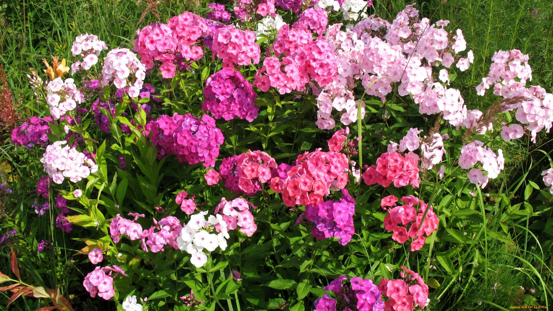цветы, флоксы, много, сад