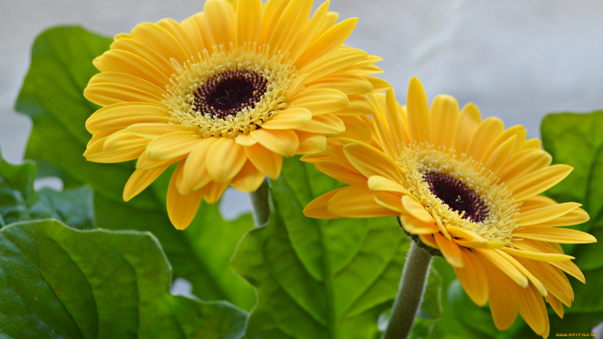 цветы, герберы, листья, природа, лепестки