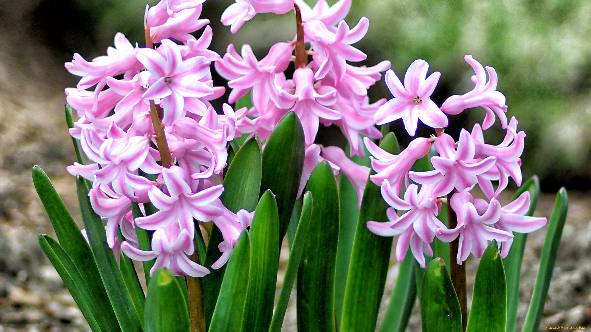 цветы, гиацинты, гиацинт, розовый, весна