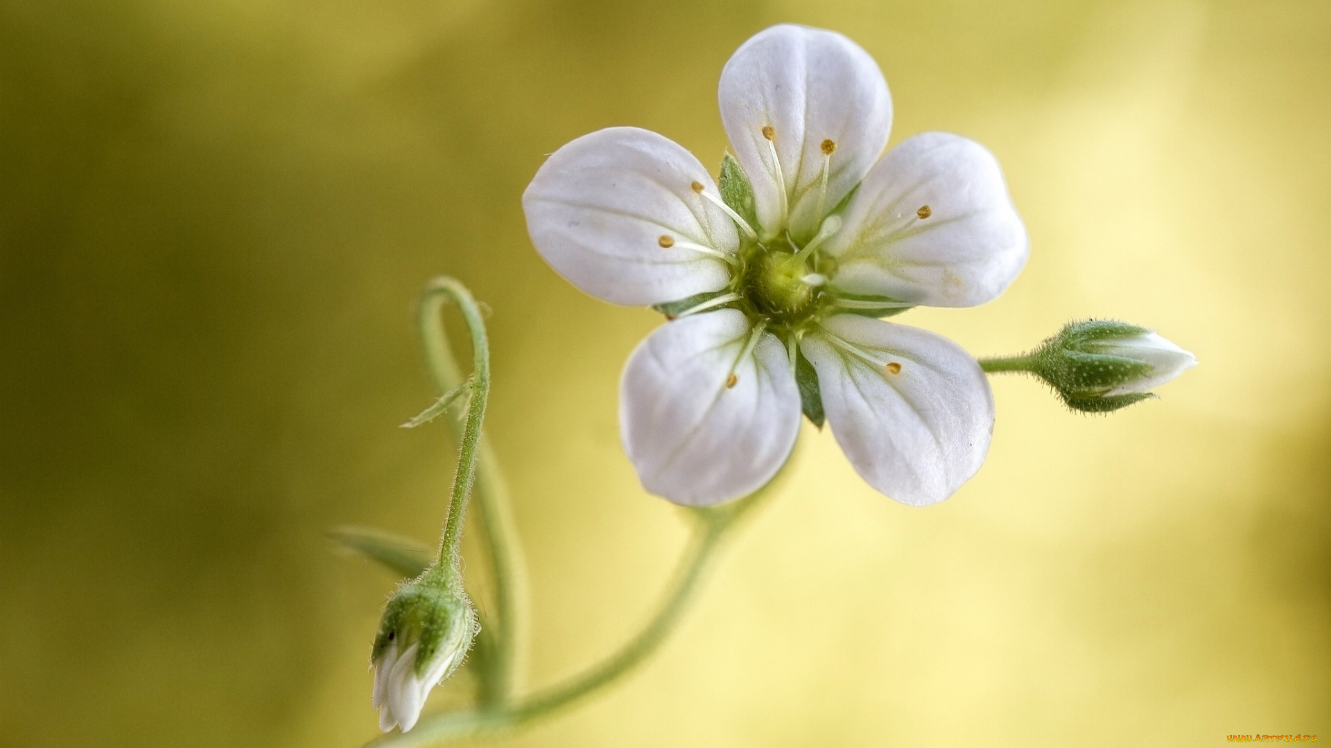 цветы, луговые, , полевые, , цветы, цветок, лепестки, тычинки, стебель