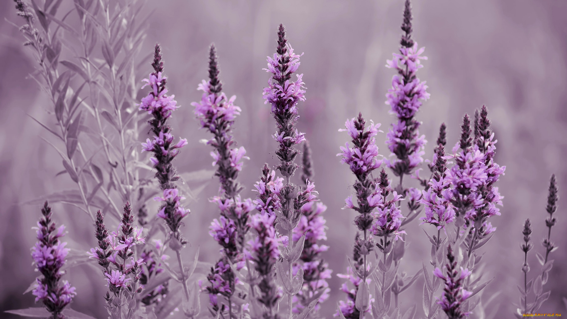 цветы, луговые, , полевые, , цветы, лаванда, луг, поле