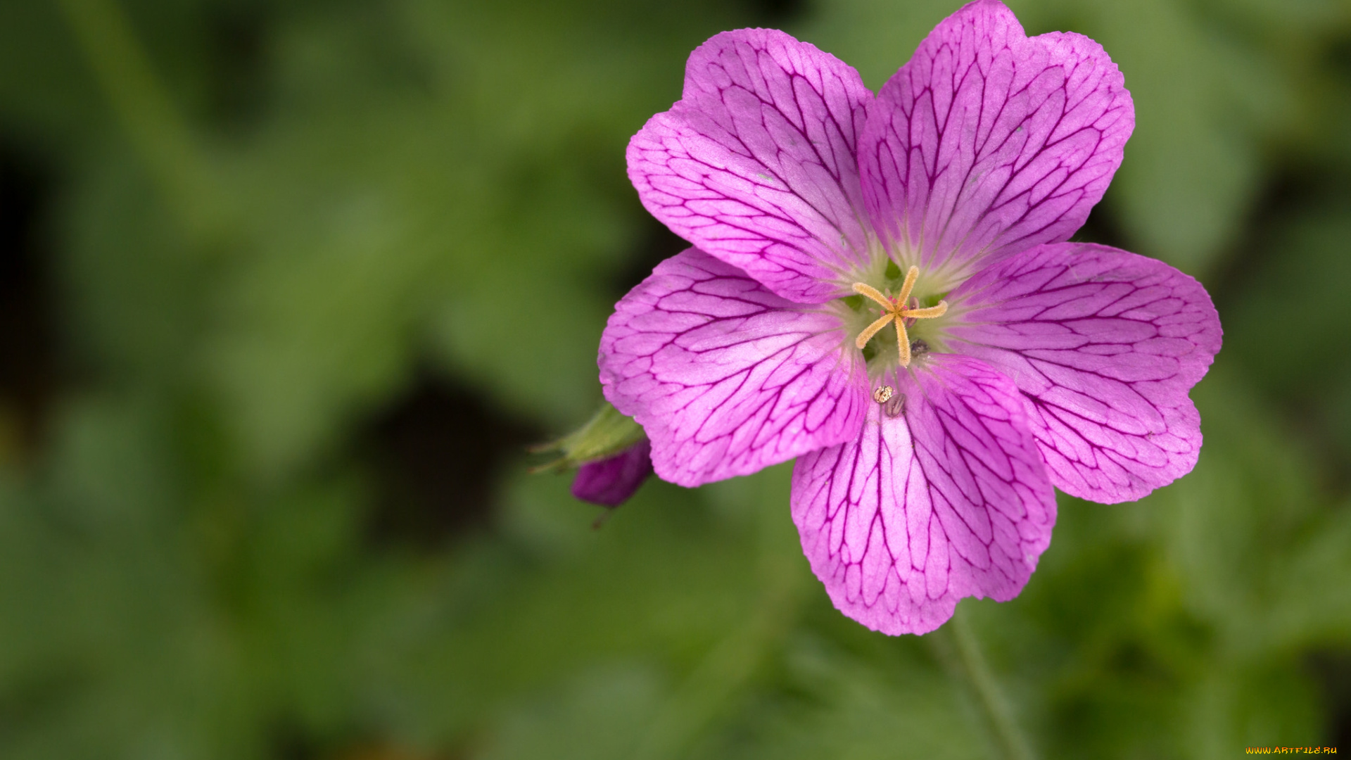 цветы, луговые, , полевые, , цветы, макро, цветок, розовый