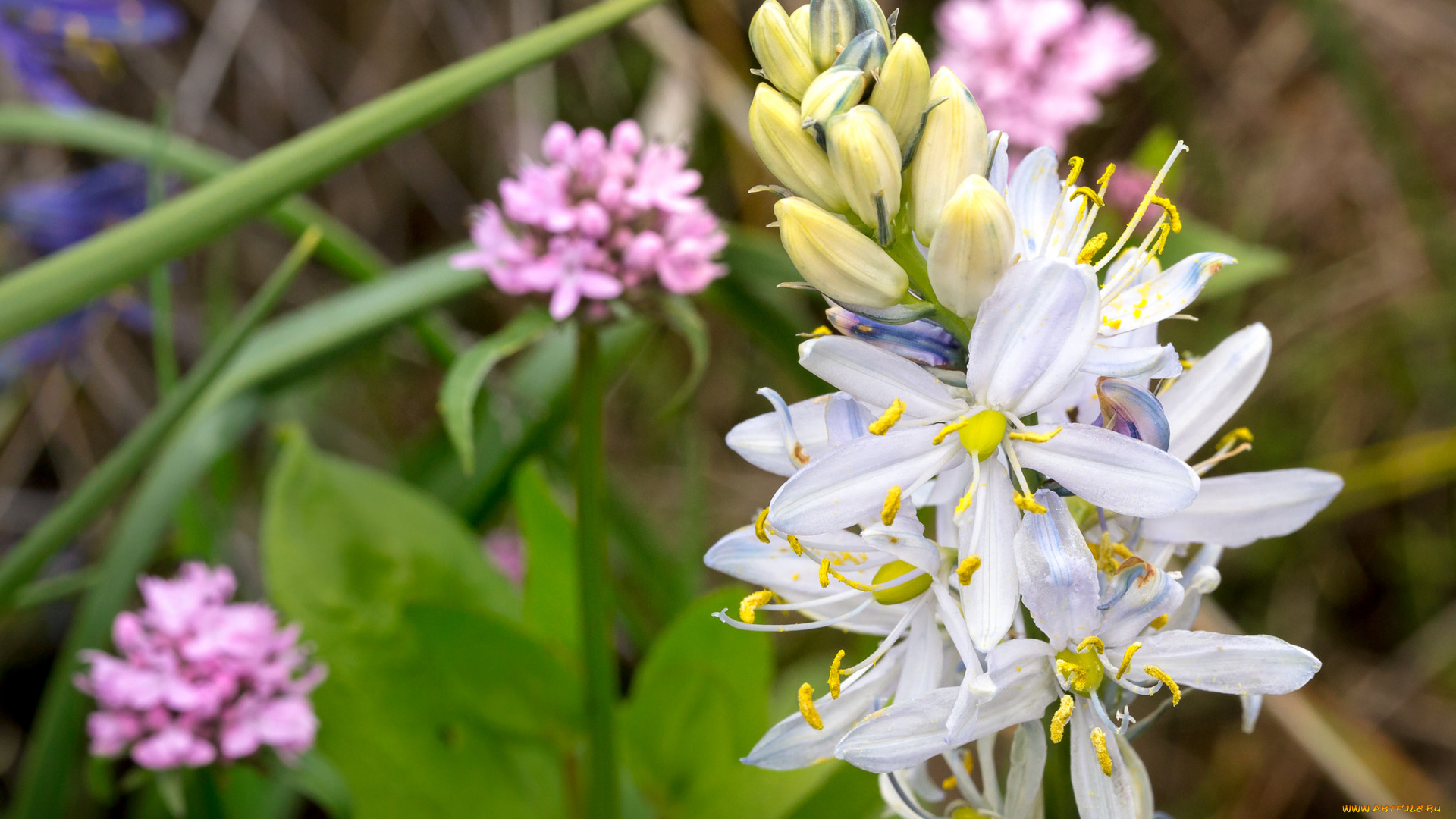 цветы, луговые, , полевые, , цветы, макро, лепестки, тычинки