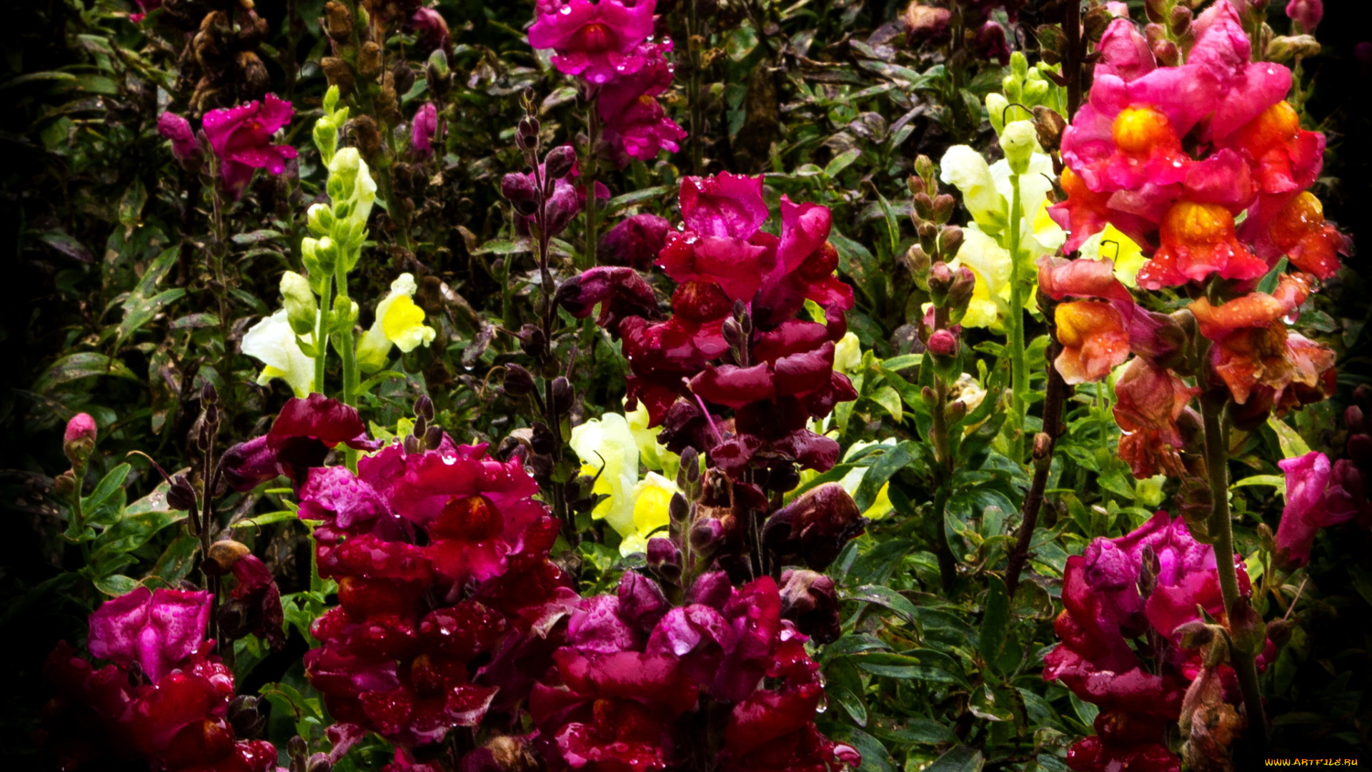 цветы, львиный, зев, много, зев, львиный