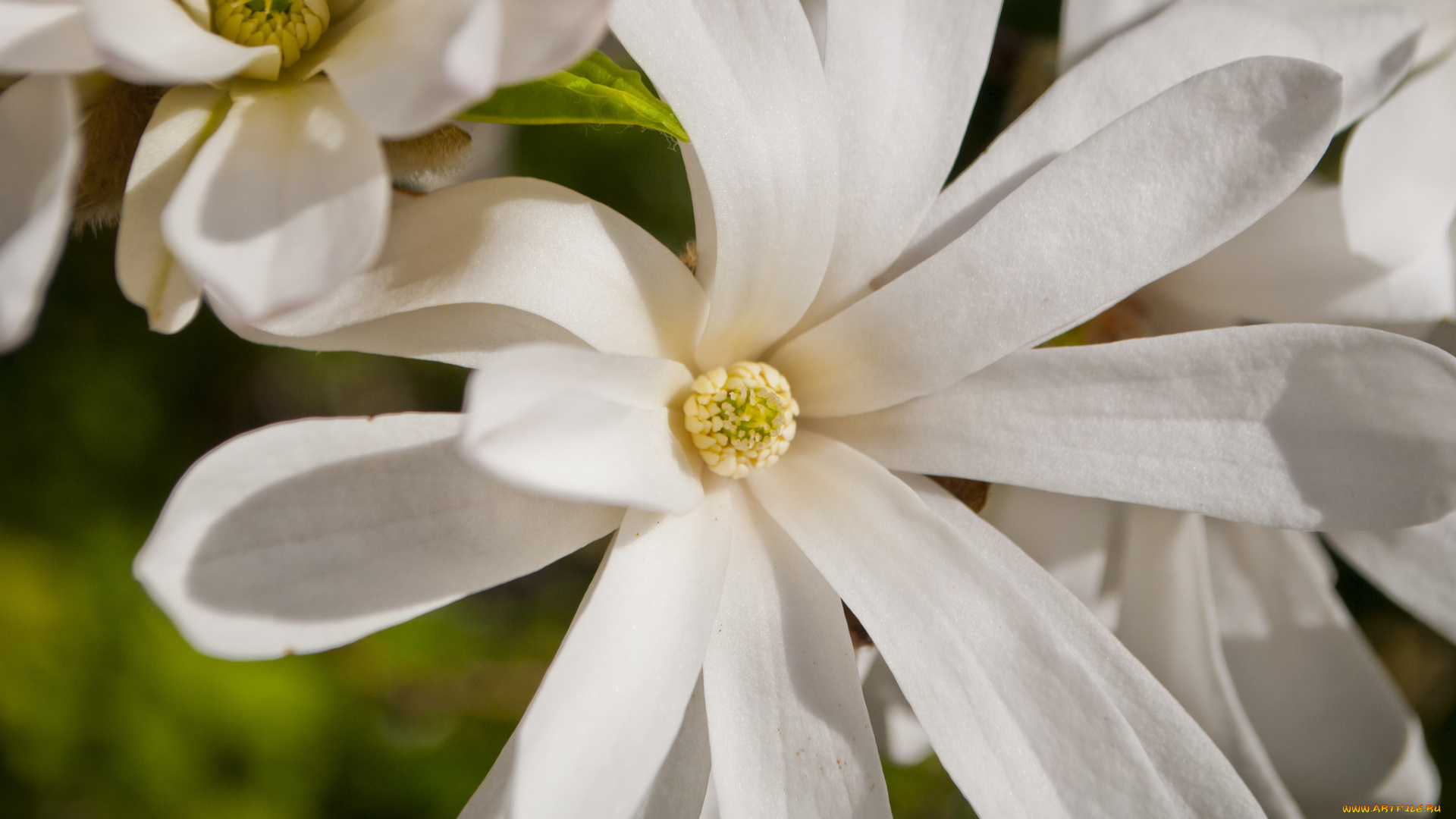 цветы, магнолии, макро, белый, магнолия