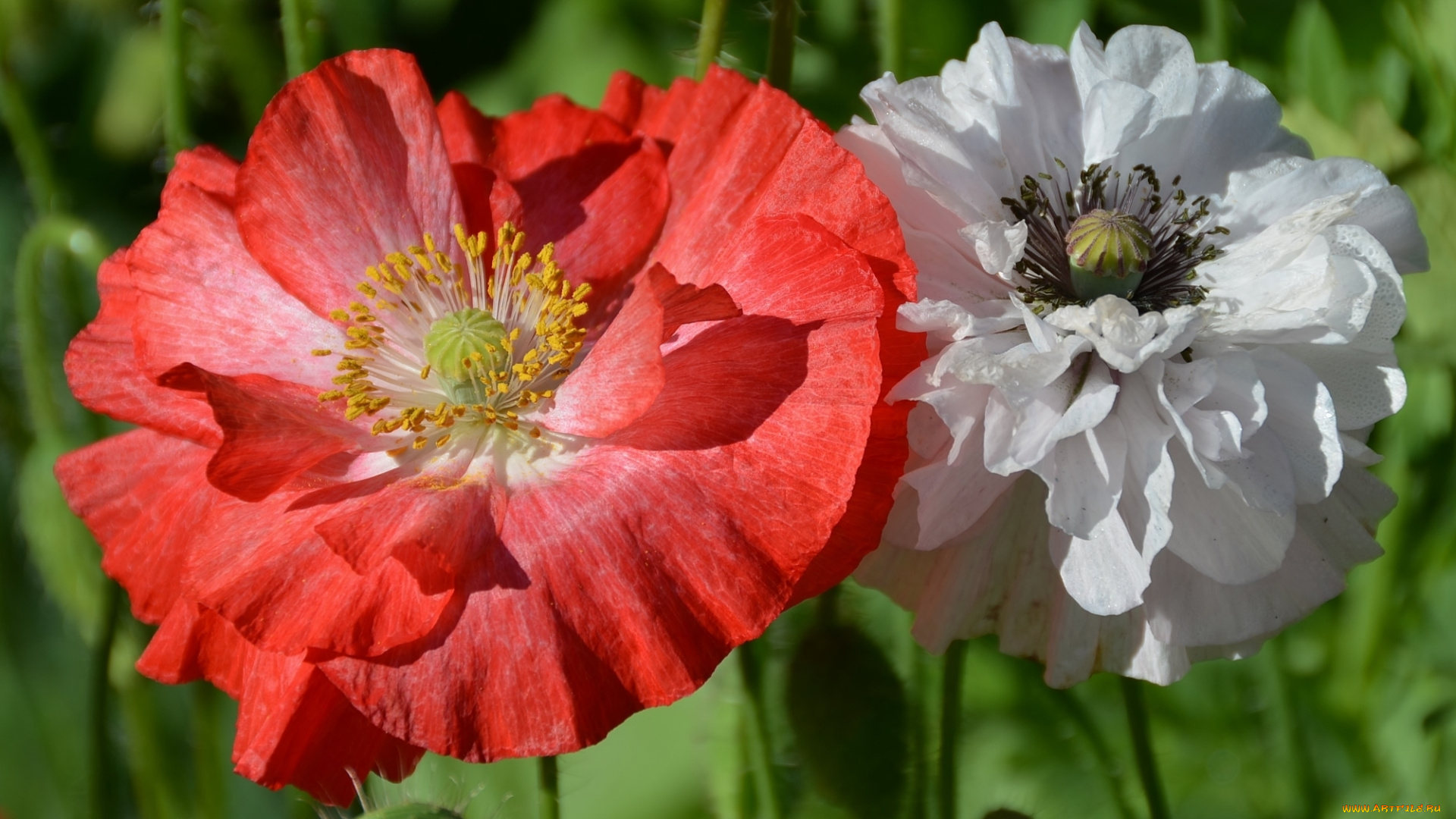 цветы, маки, макро, пара, красный, белый