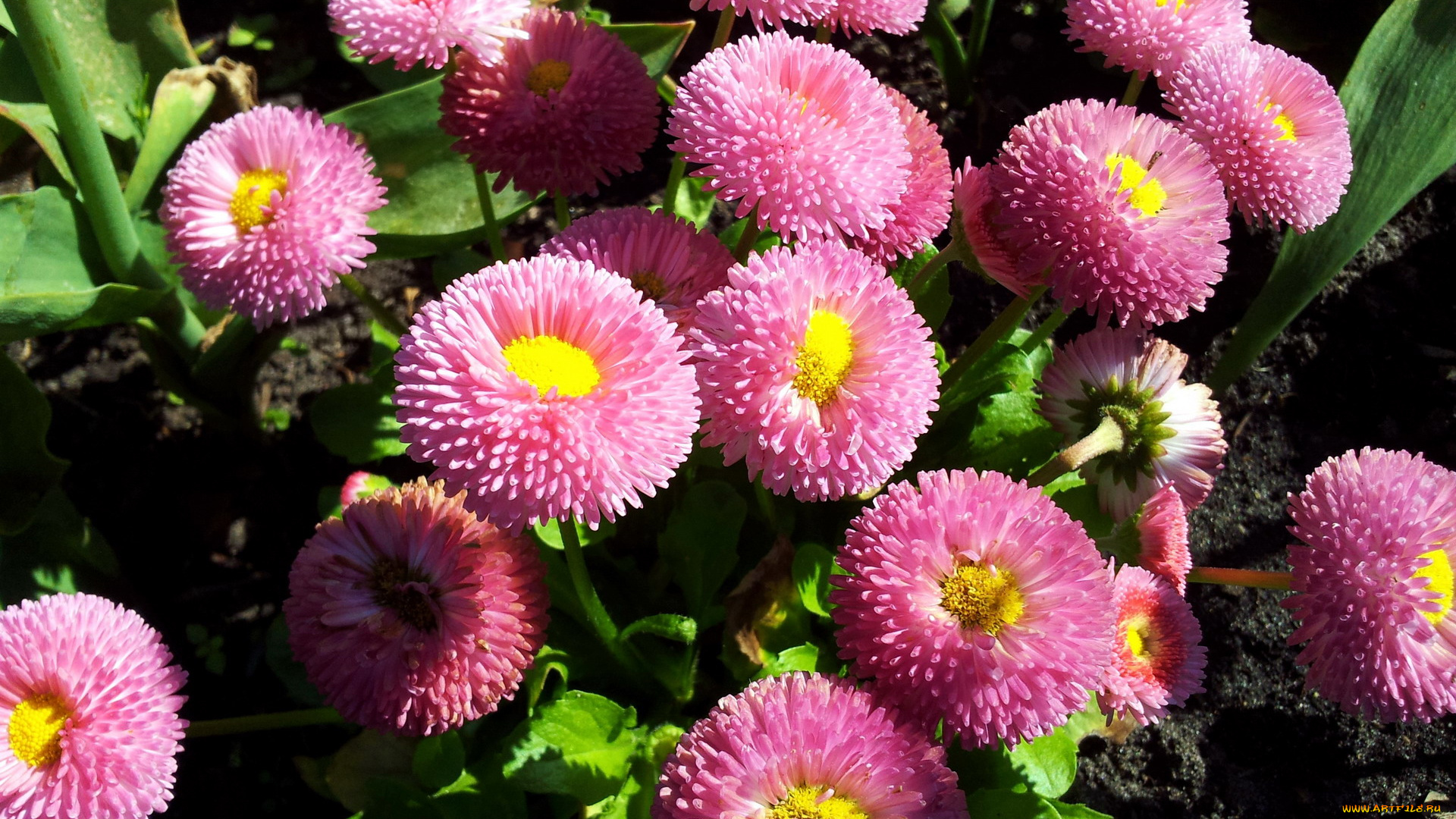 цветы, маргаритки, розовый