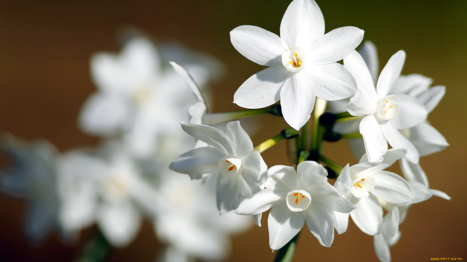 цветы, нарциссы, белый