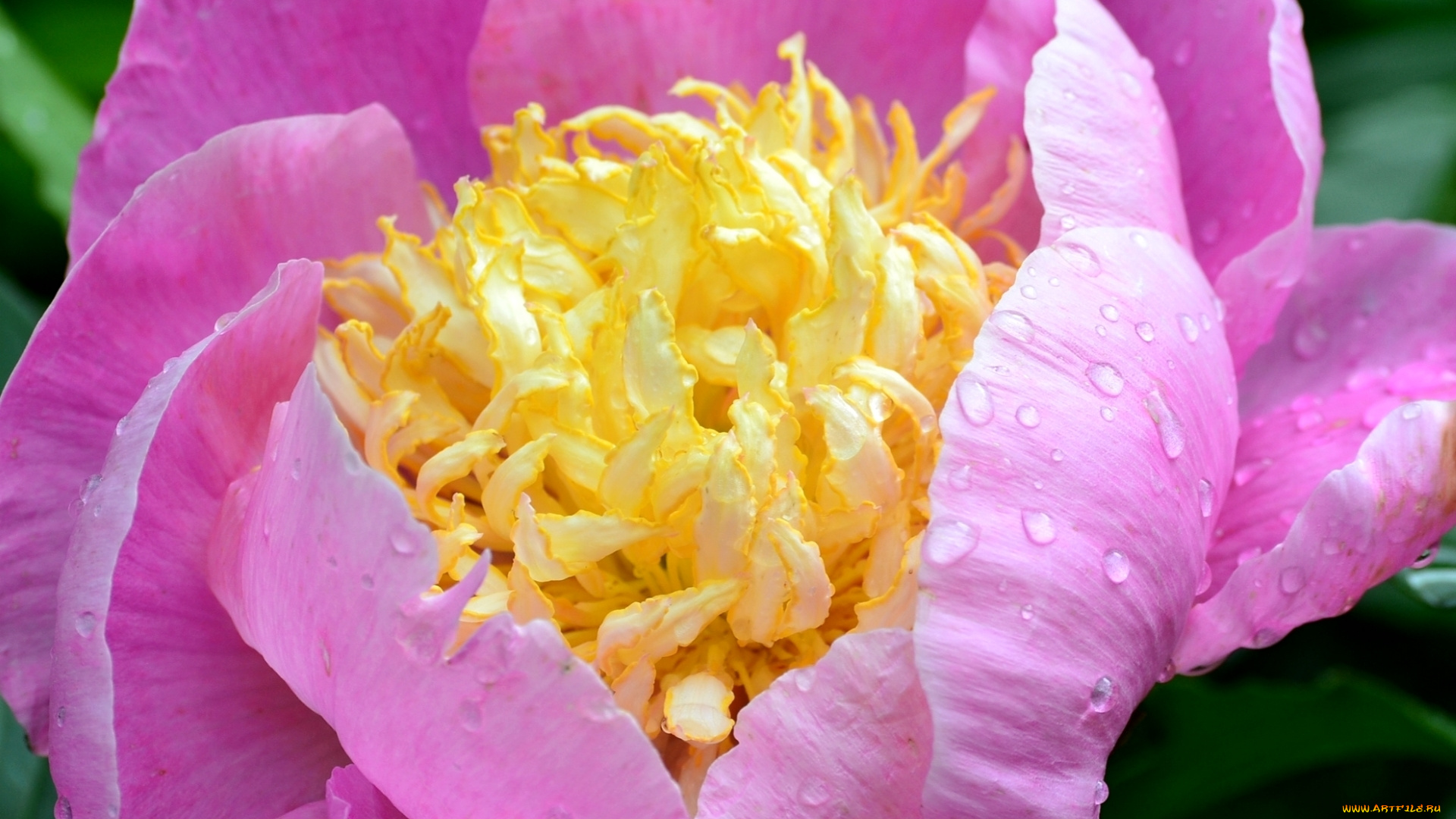 цветы, пионы, капли, макро, розовый, пион, лепестки