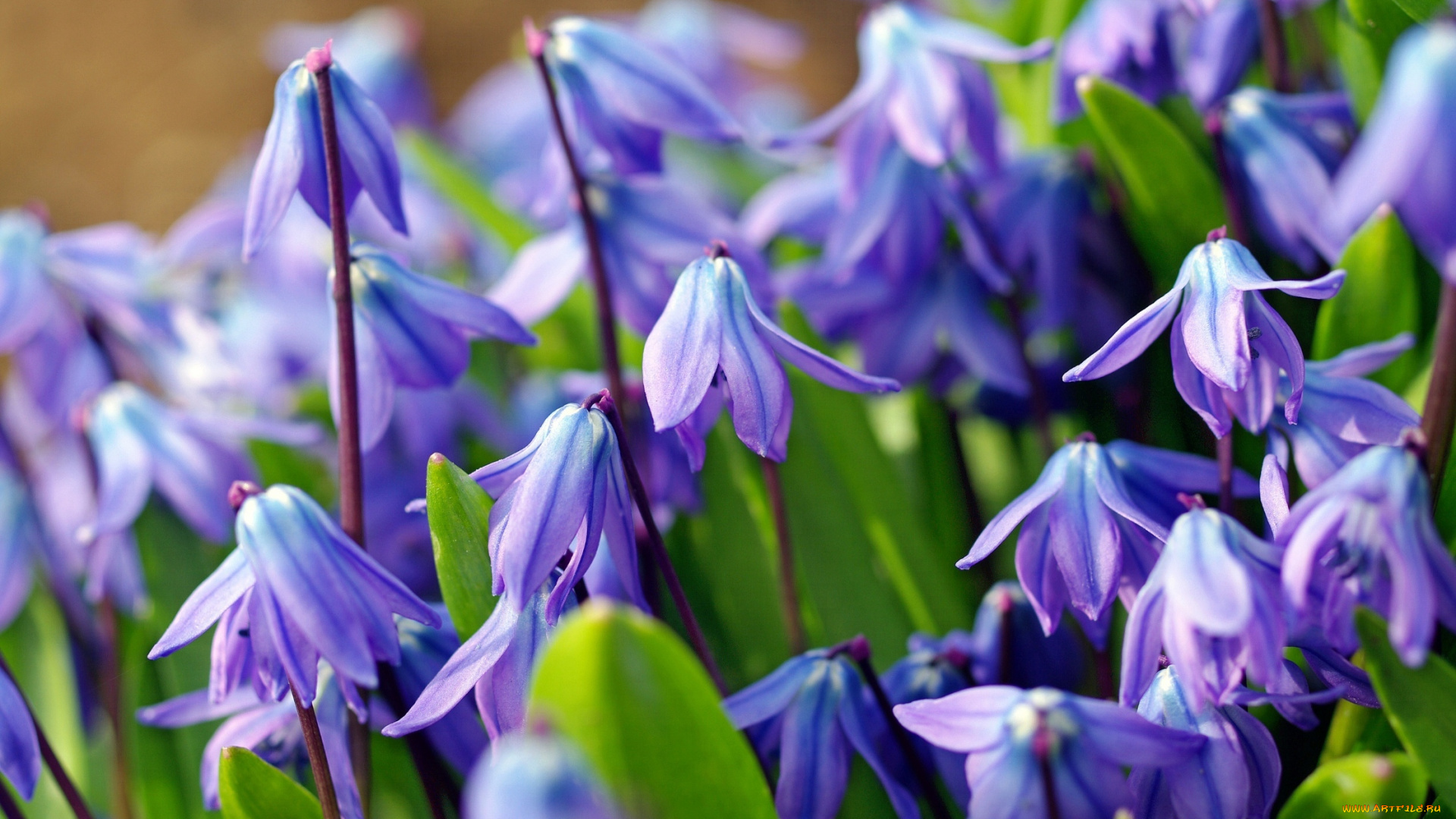 цветы, подснежники, , белоцветники, , пролески, голубой, весна, пролески, макро, первоцвет