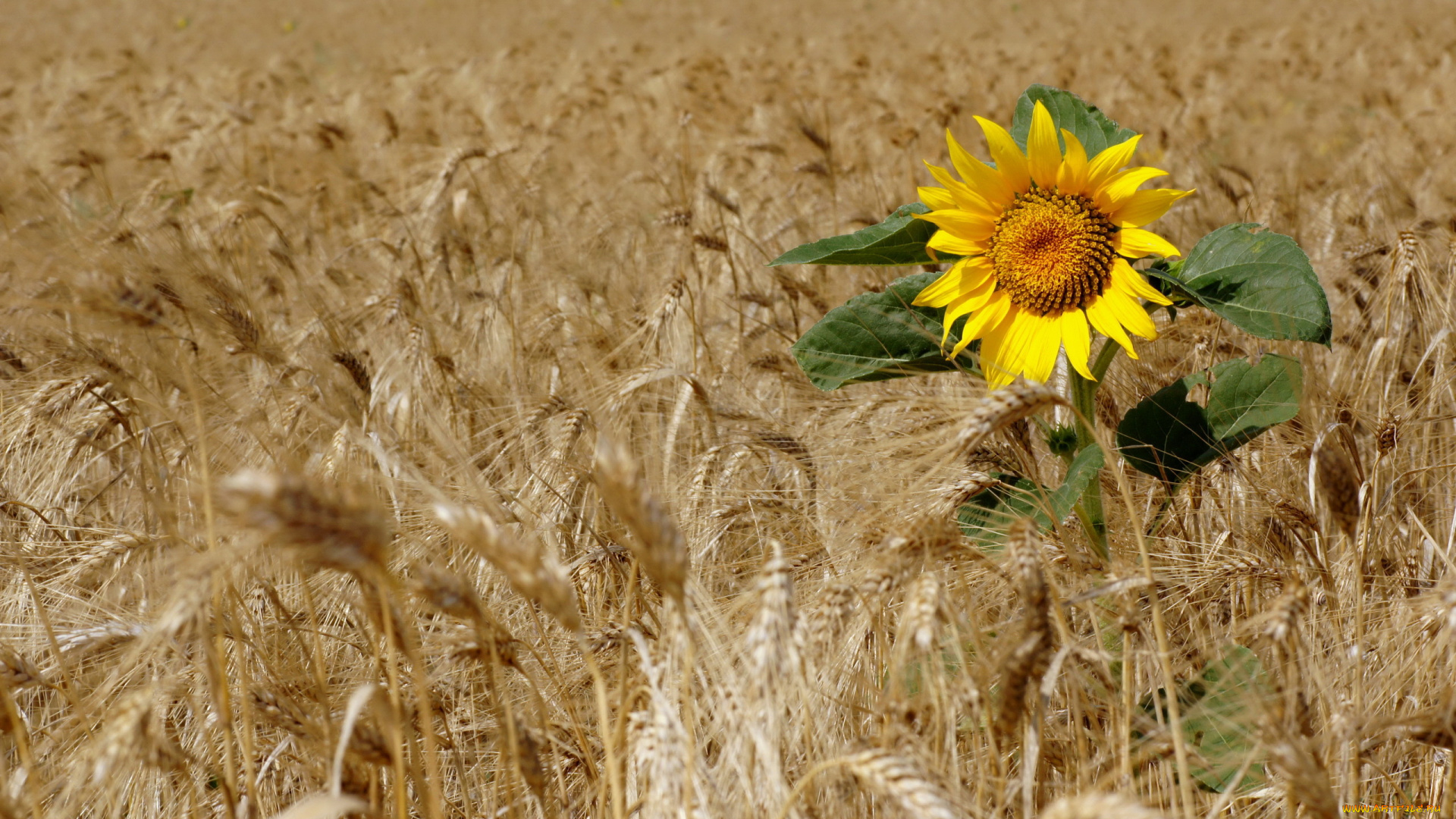 цветы, подсолнухи, природа, свет, поле, колосья, утро