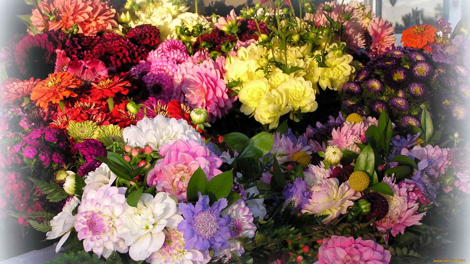 цветы, разные, вместе, гвоздики, хризантемы, георгины, циннии