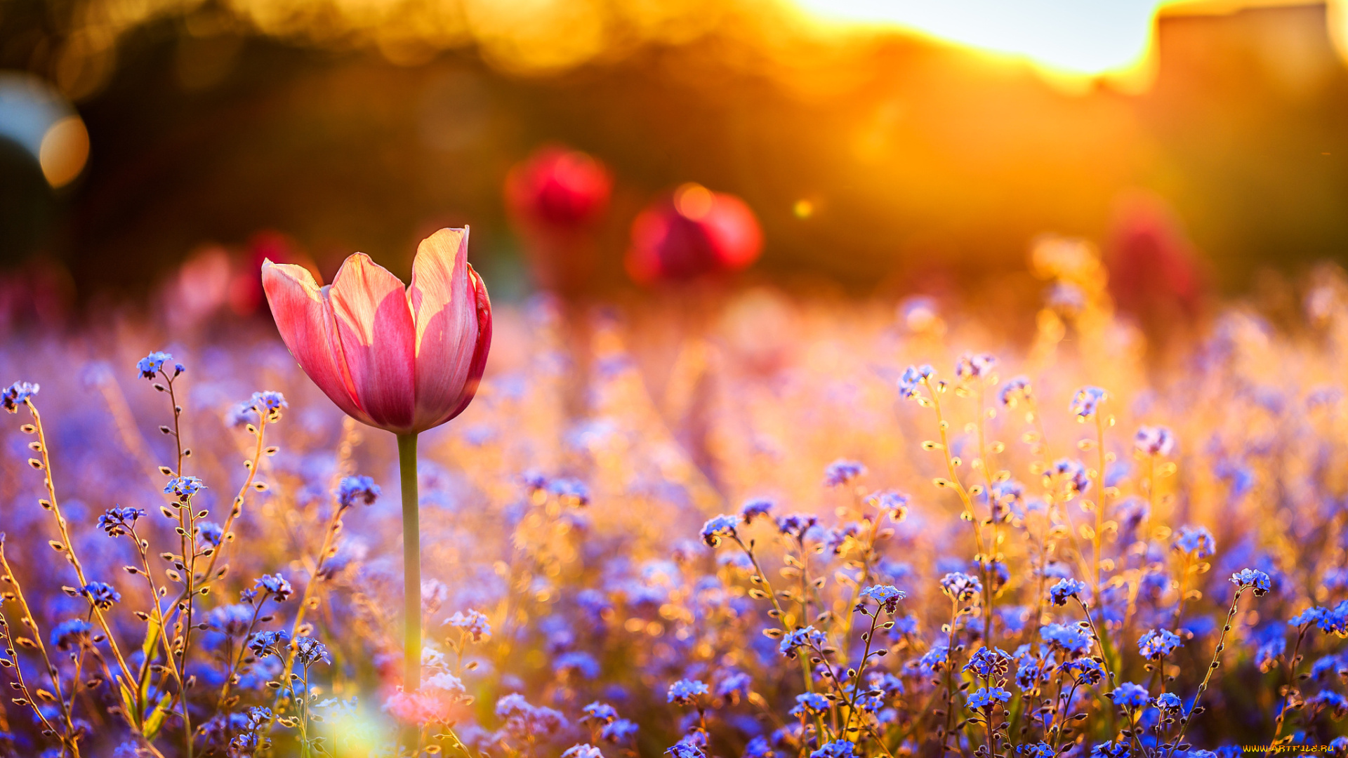 цветы, разные, вместе, тюльпан, закат, поле