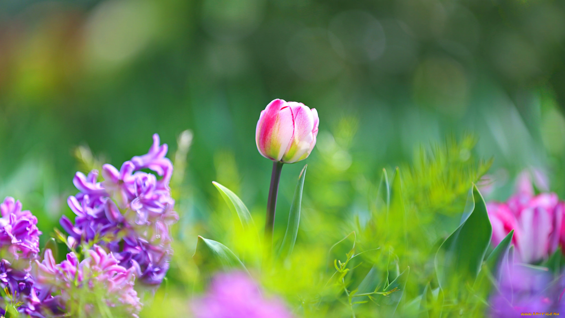 цветы, разные, вместе, тюльпаны, гиацинты, сиреневые, розовые, зелень, трава, весна, макро, боке