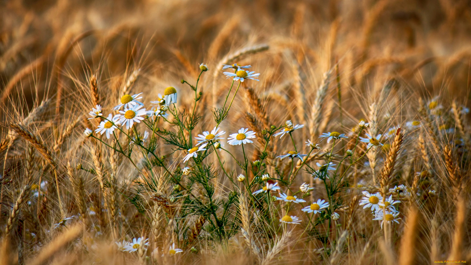 цветы, ромашки, колоски, поле, лето