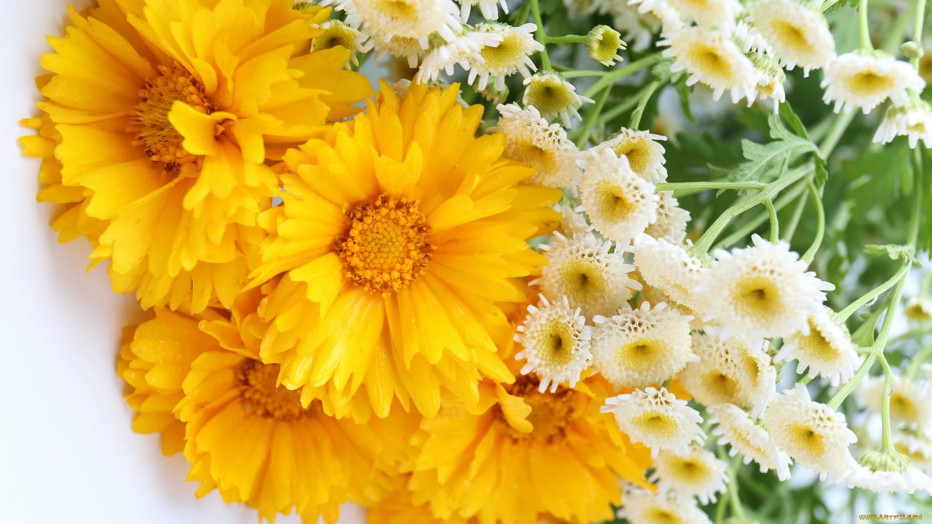 цветы, ромашки, много