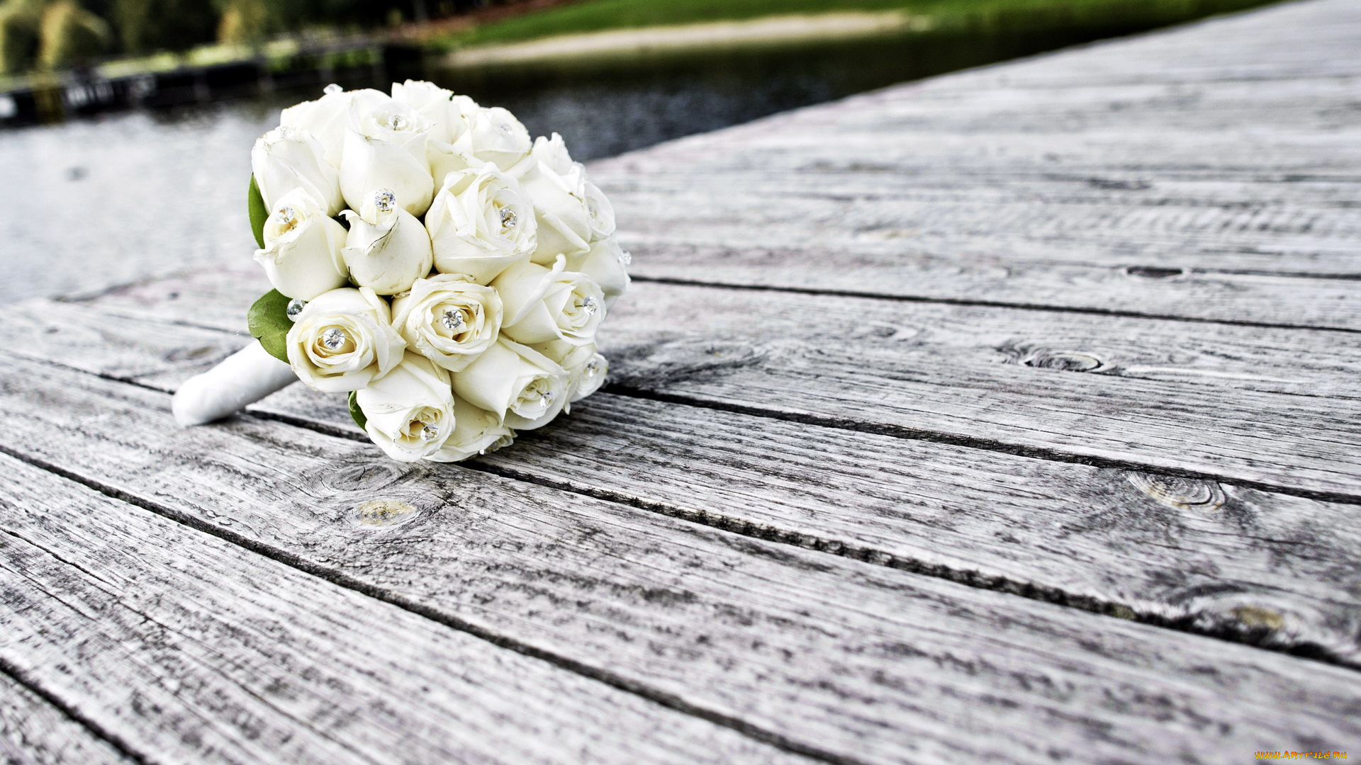 цветы, розы, белый