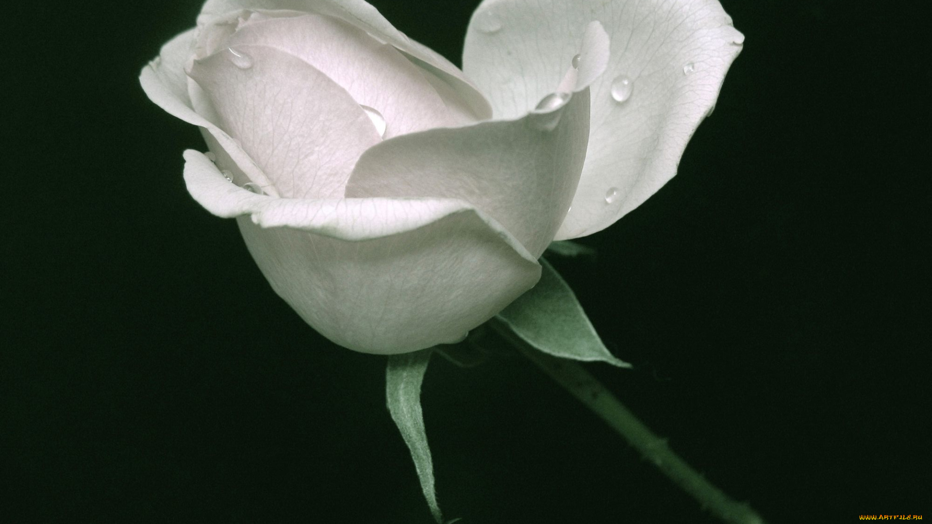 цветы, розы, черный, фон, роза, белая