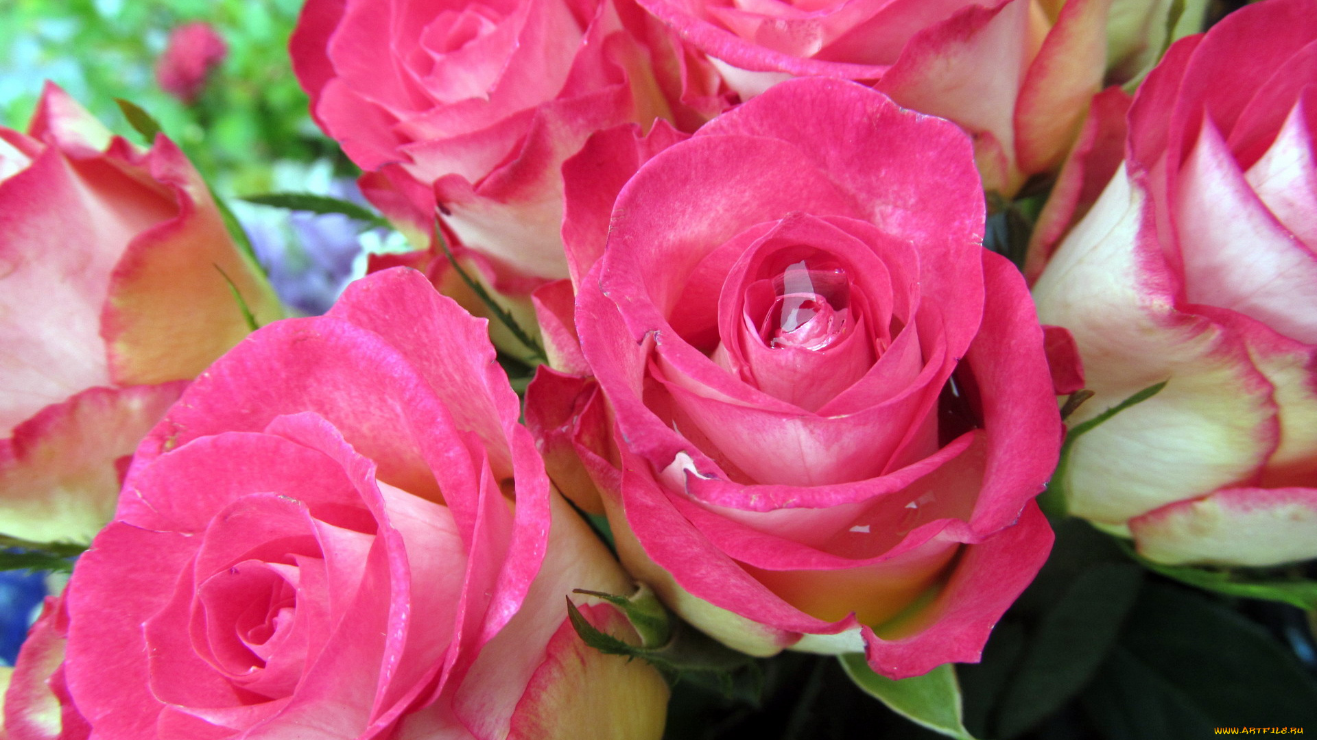 цветы, розы, нежный