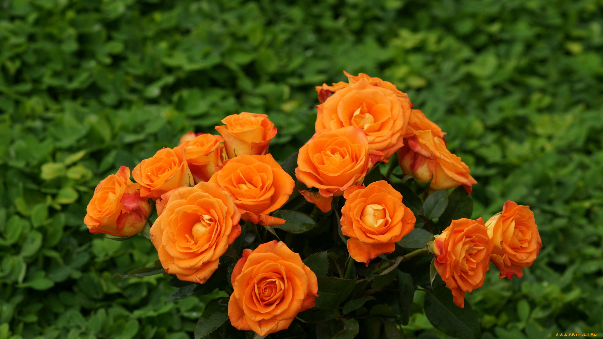 цветы, розы, персиковый