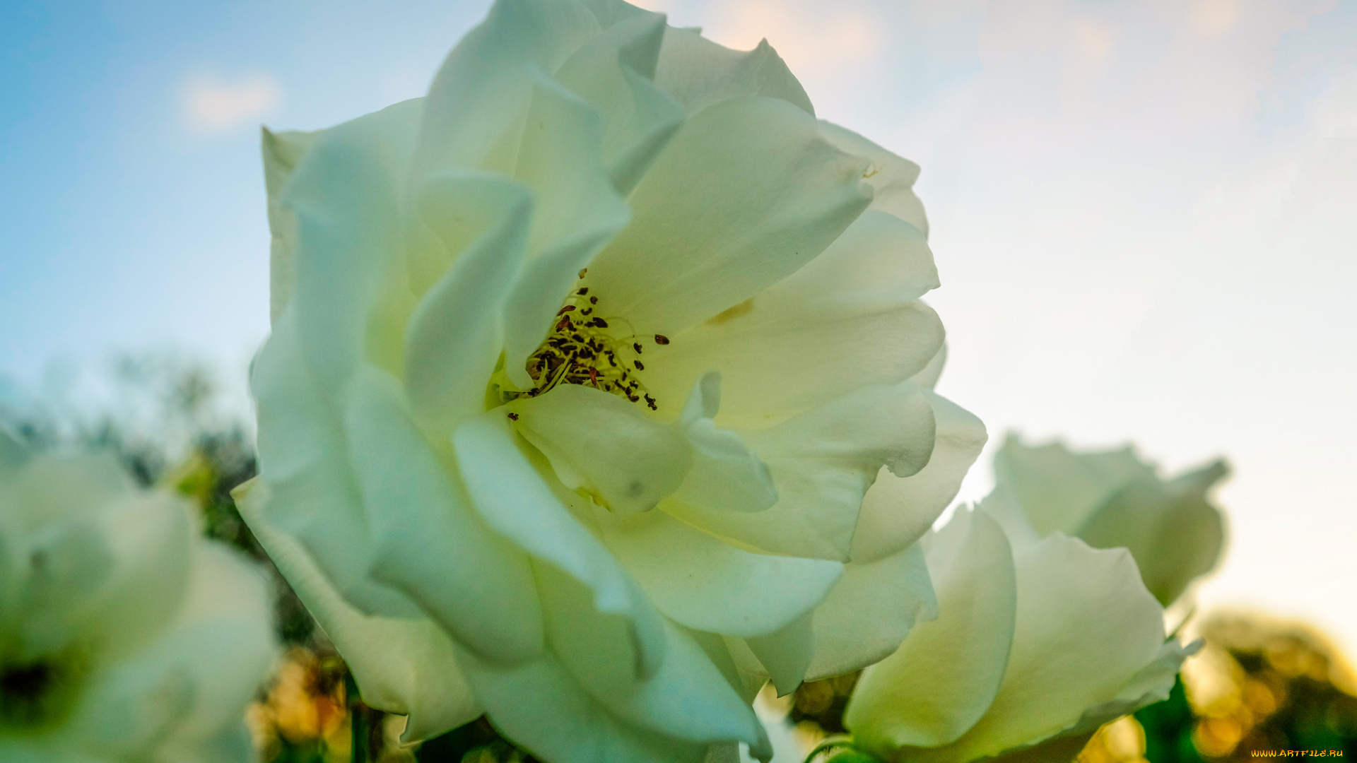 цветы, розы, роза, белая, бутон