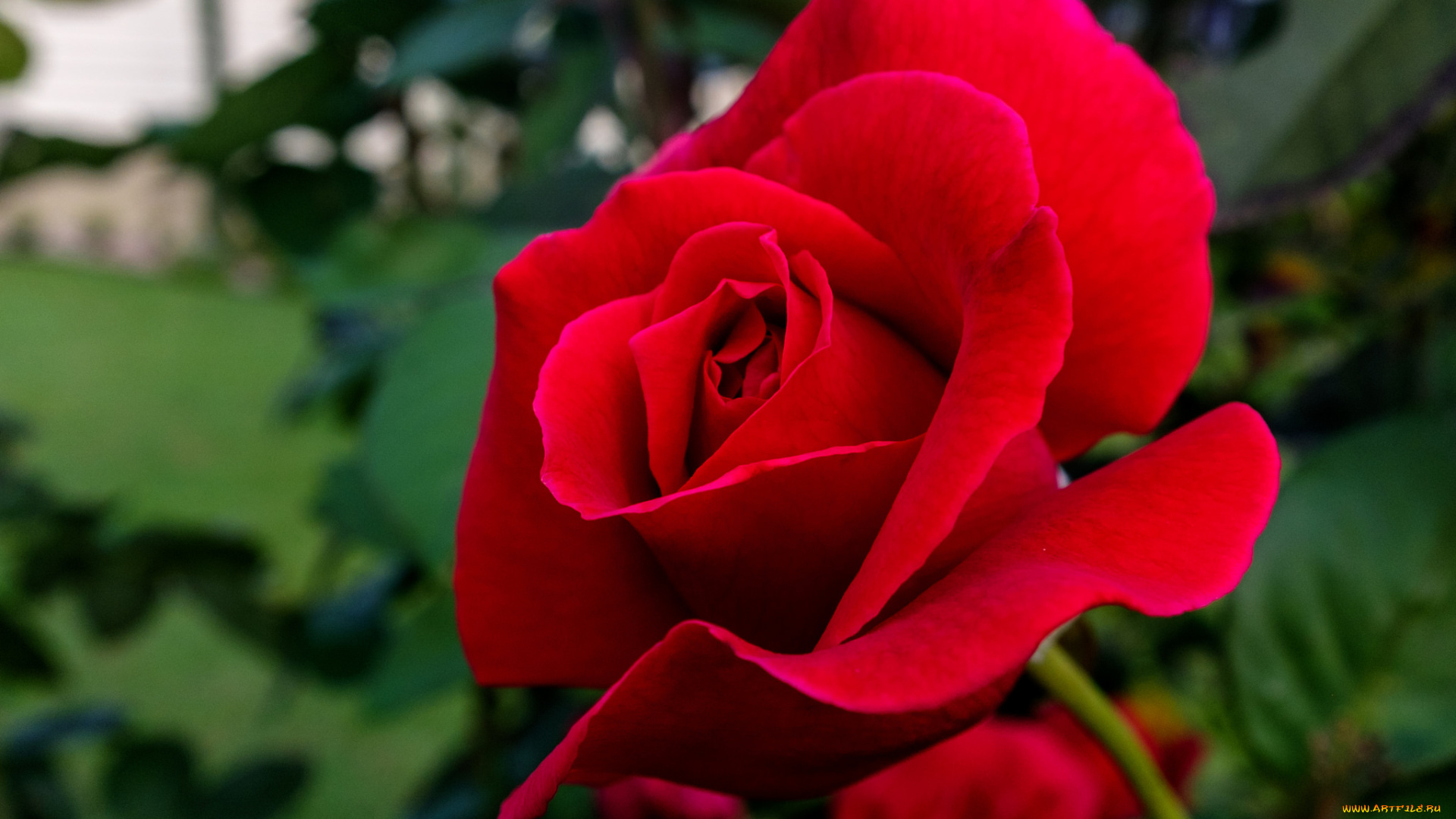 цветы, розы, роза, лепестки, листья, куст, красная