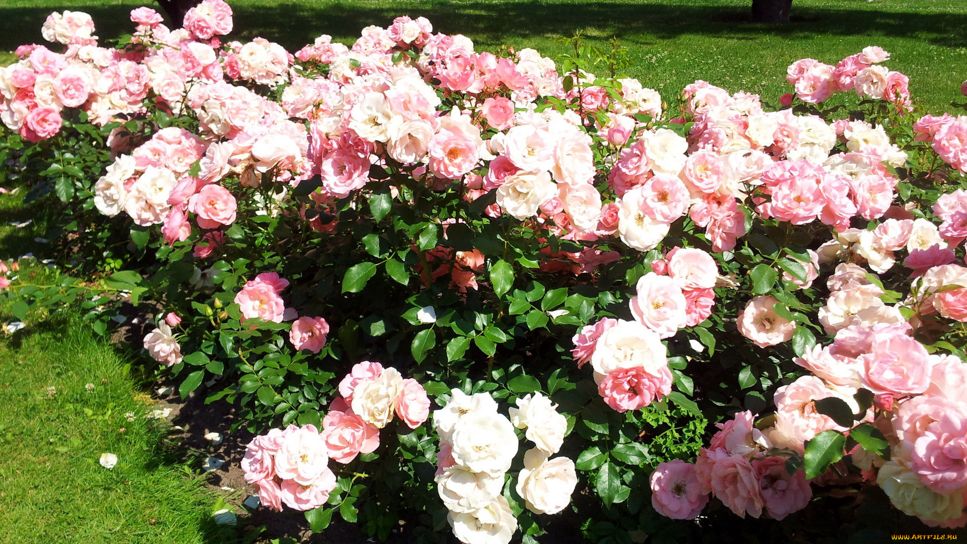 цветы, розы, розарий