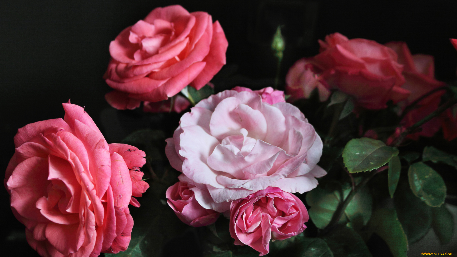 цветы, розы, розовый