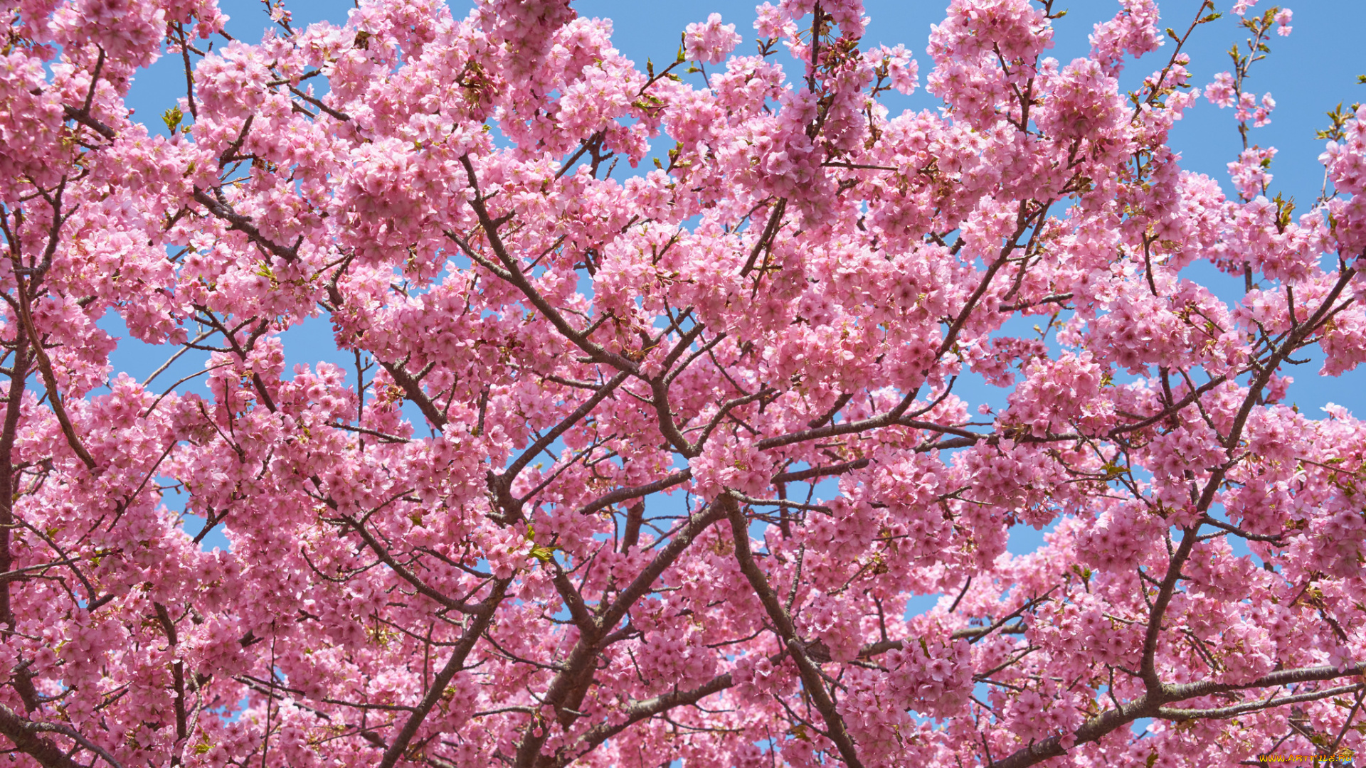 цветы, сакура, , вишня, макро, весна, небо, ветки