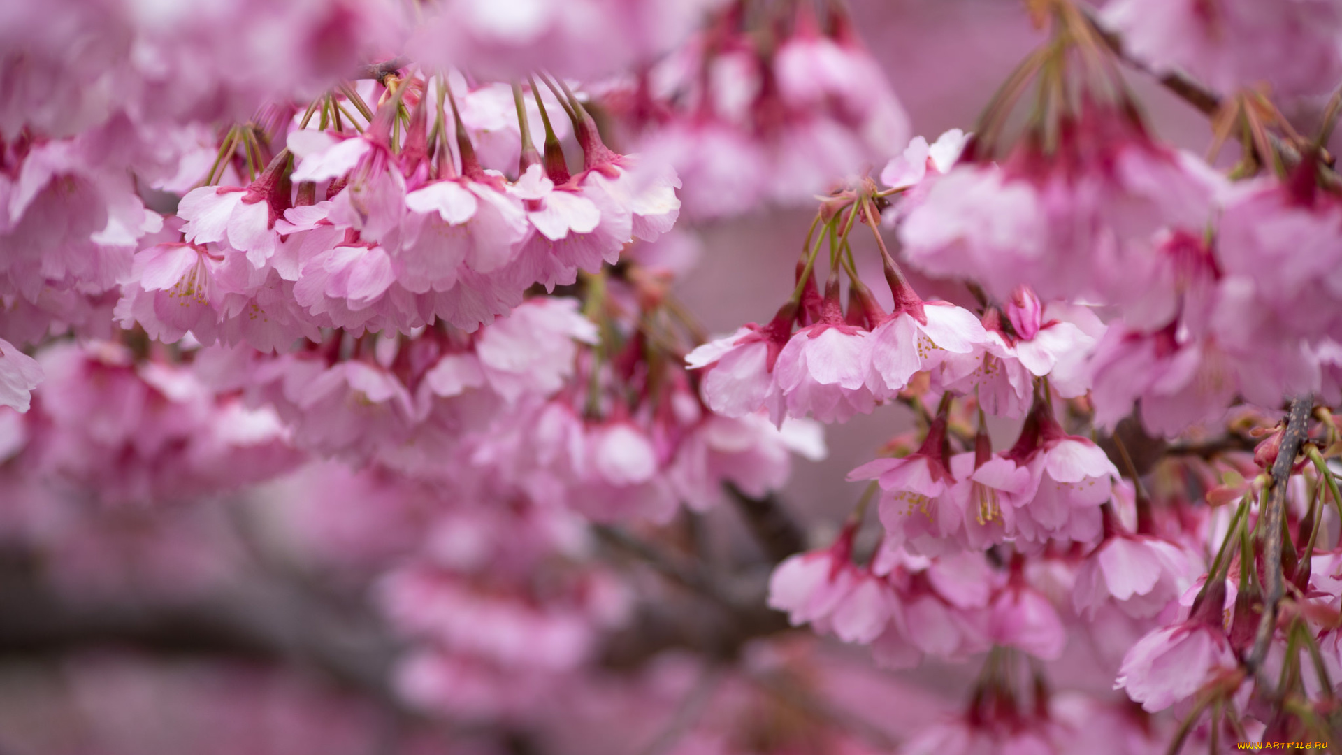 цветы, сакура, , вишня, небо, макро, весна, ветки