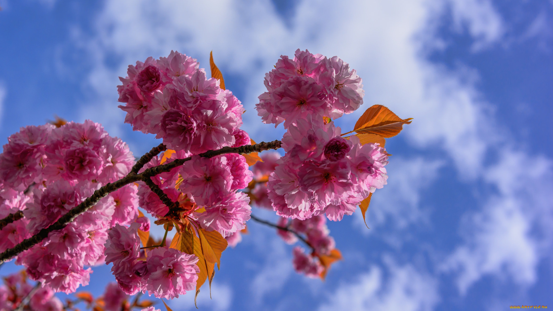 цветы, сакура, , вишня, небо, облака, весна, сад, ветка, лепестки