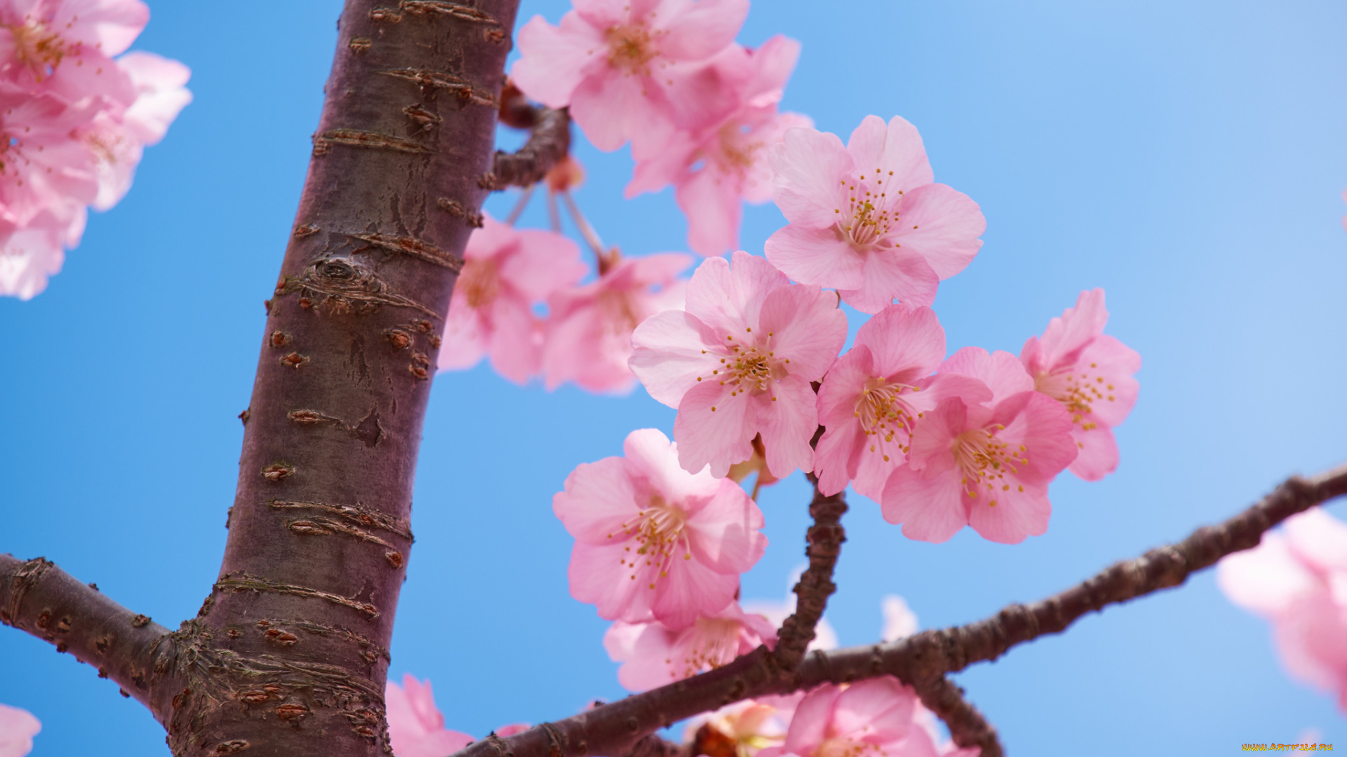 цветы, сакура, , вишня, небо, весна, ветки, макро