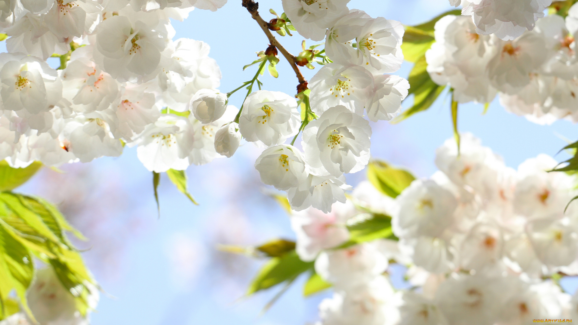 цветы, сакура, , вишня, весна, лепестки, ветки, листья, цветение, небо