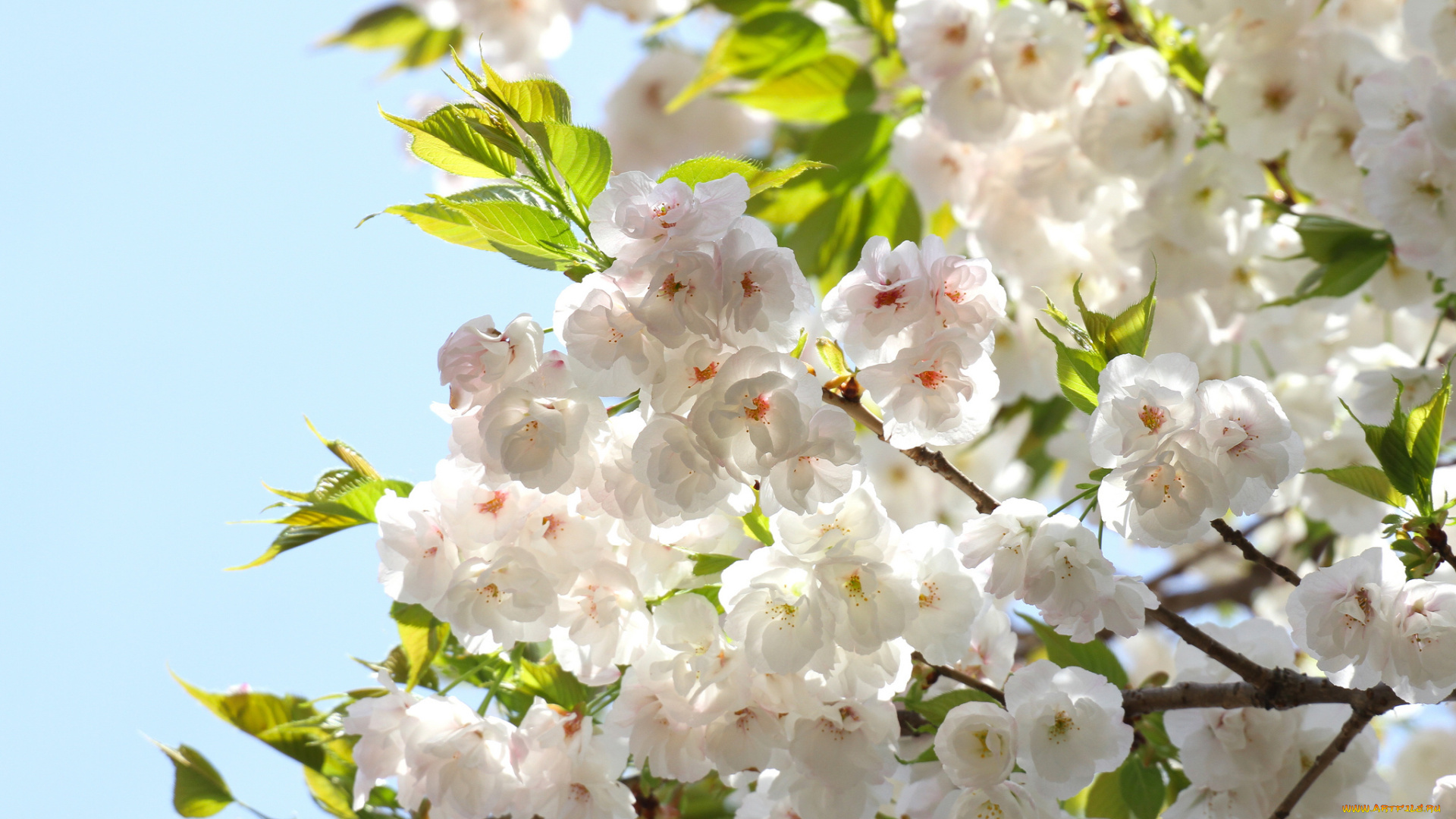 цветы, сакура, , вишня, весна, лепестки, ветки, листья, цветение, небо