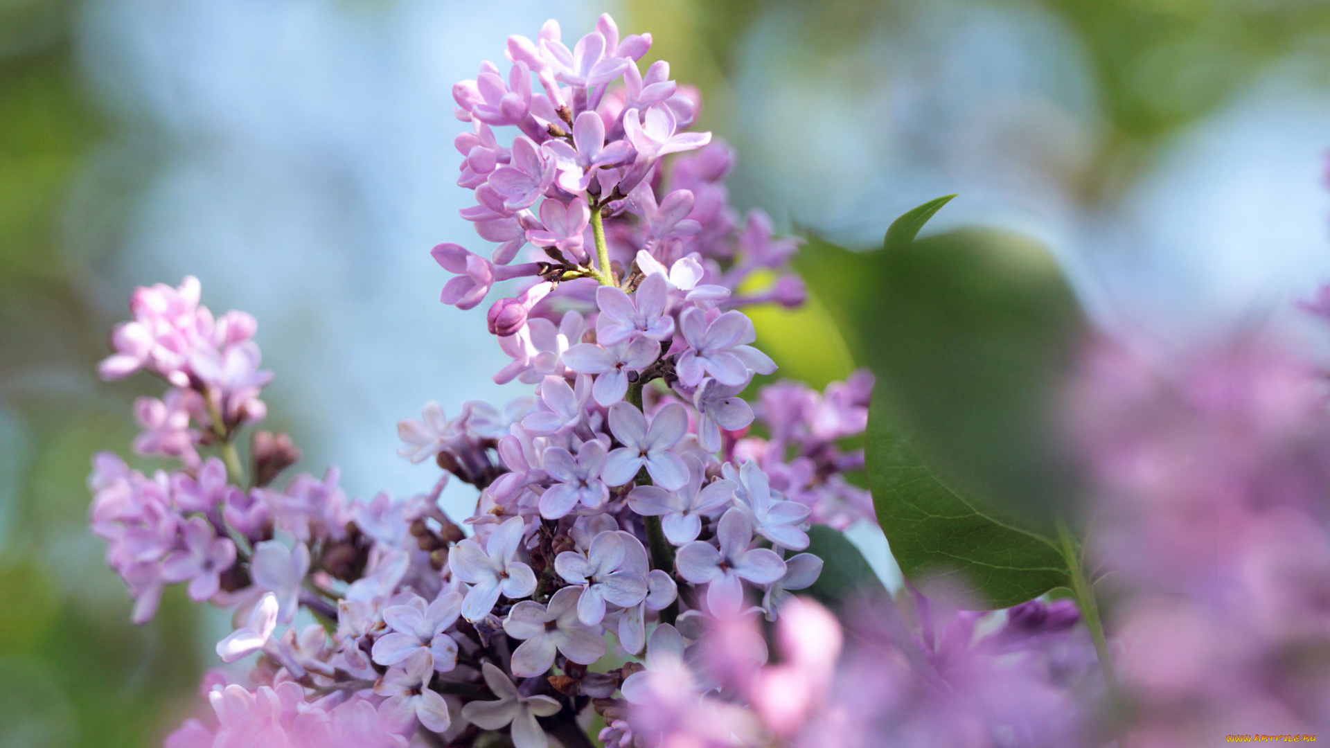 цветы, сирень, макро, небо