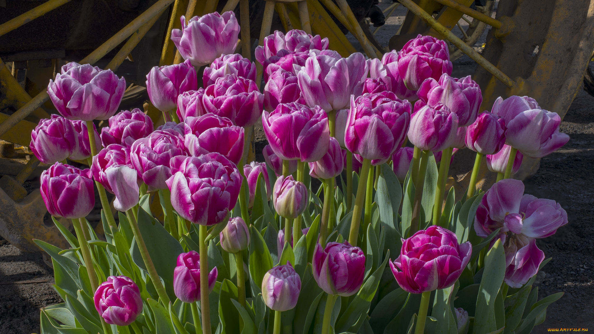 цветы, тюльпаны, бутоны