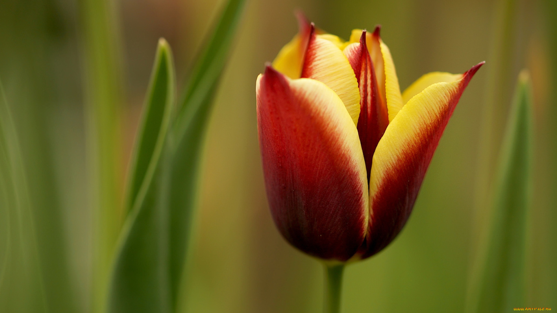 цветы, тюльпаны, цветок, тюльпан, природа, макро