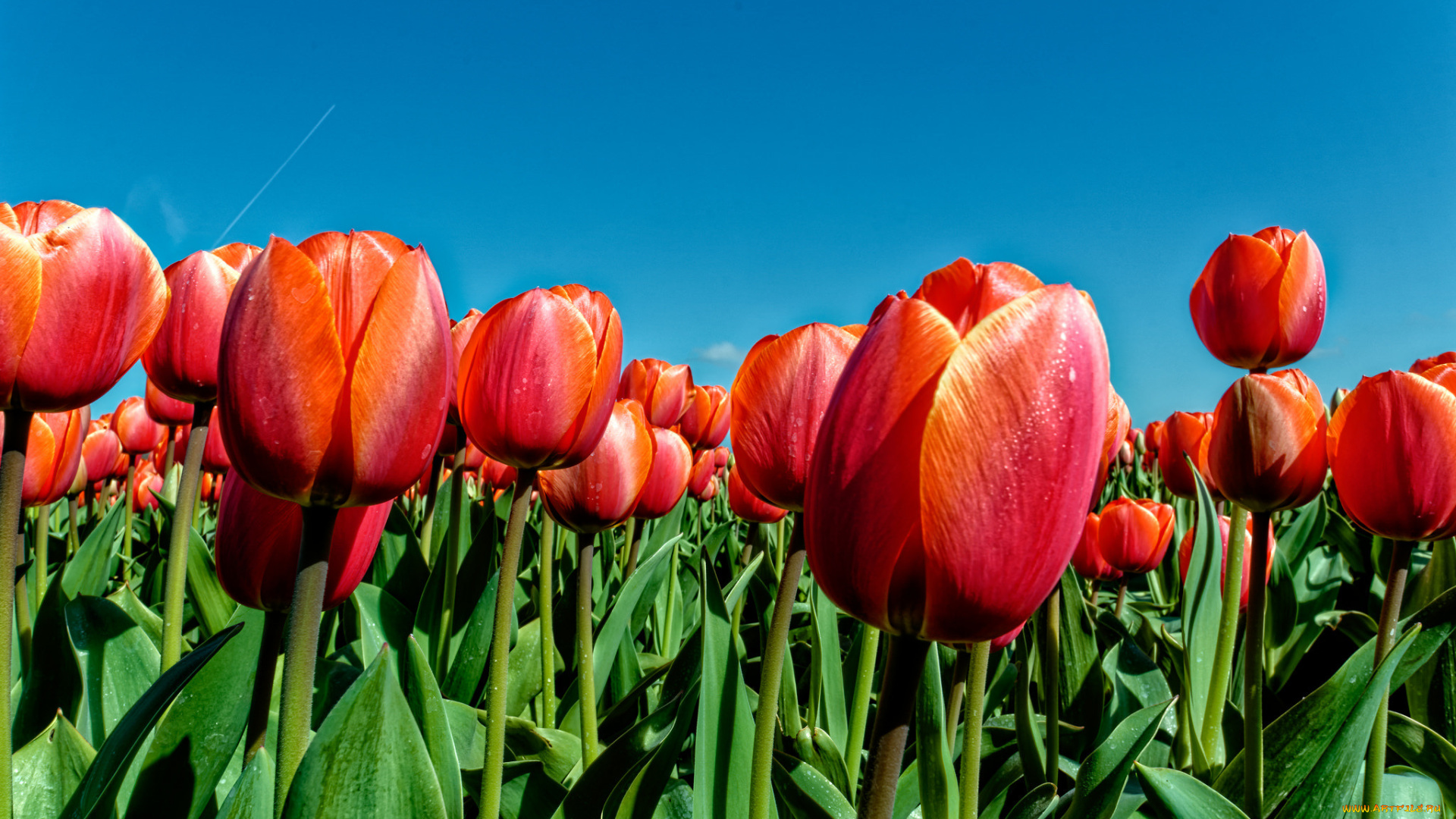 цветы, тюльпаны, лепестки, листья, небо, луг, весна, природа