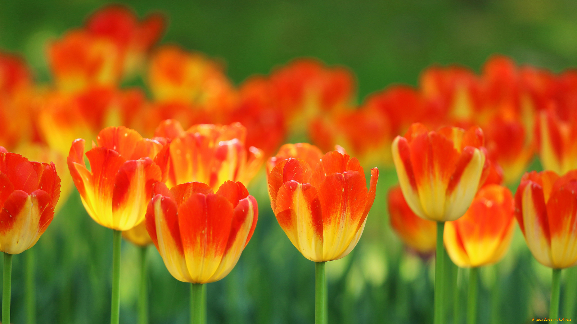 цветы, тюльпаны, лепестки, стебель, луг, сад, весна