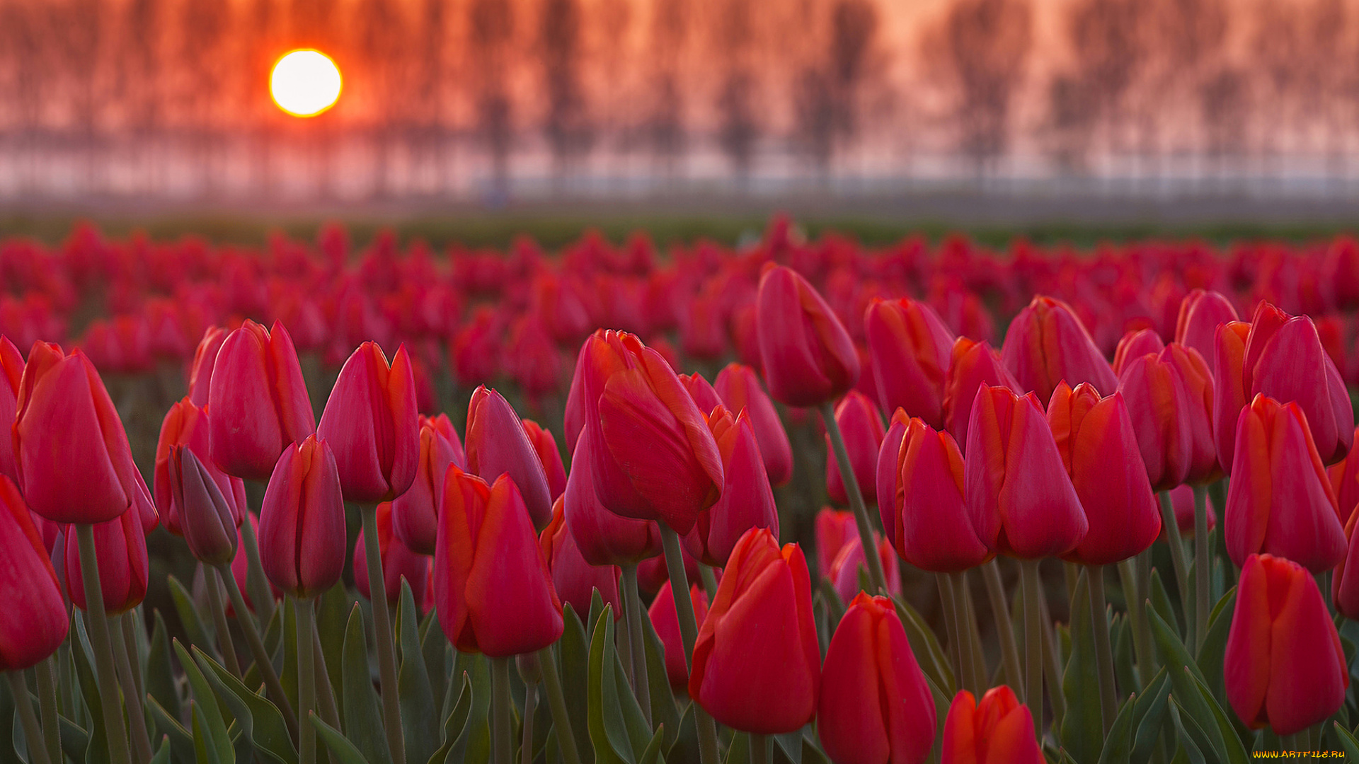 цветы, тюльпаны, солнце, закат, деревья, поле, плантация