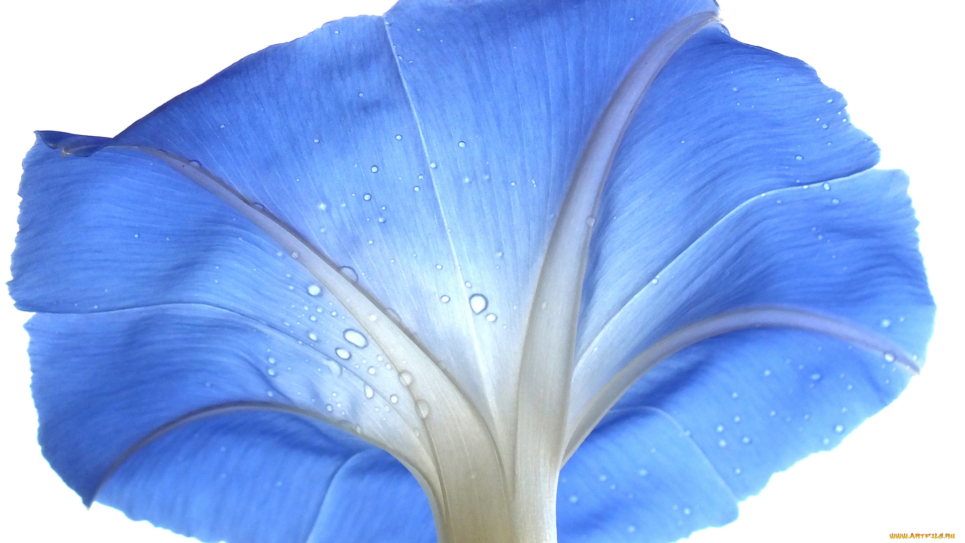 цветы, вьюнки, , ипомеи, белый, фон, цветок, капли, роса, вьюнок, голубой