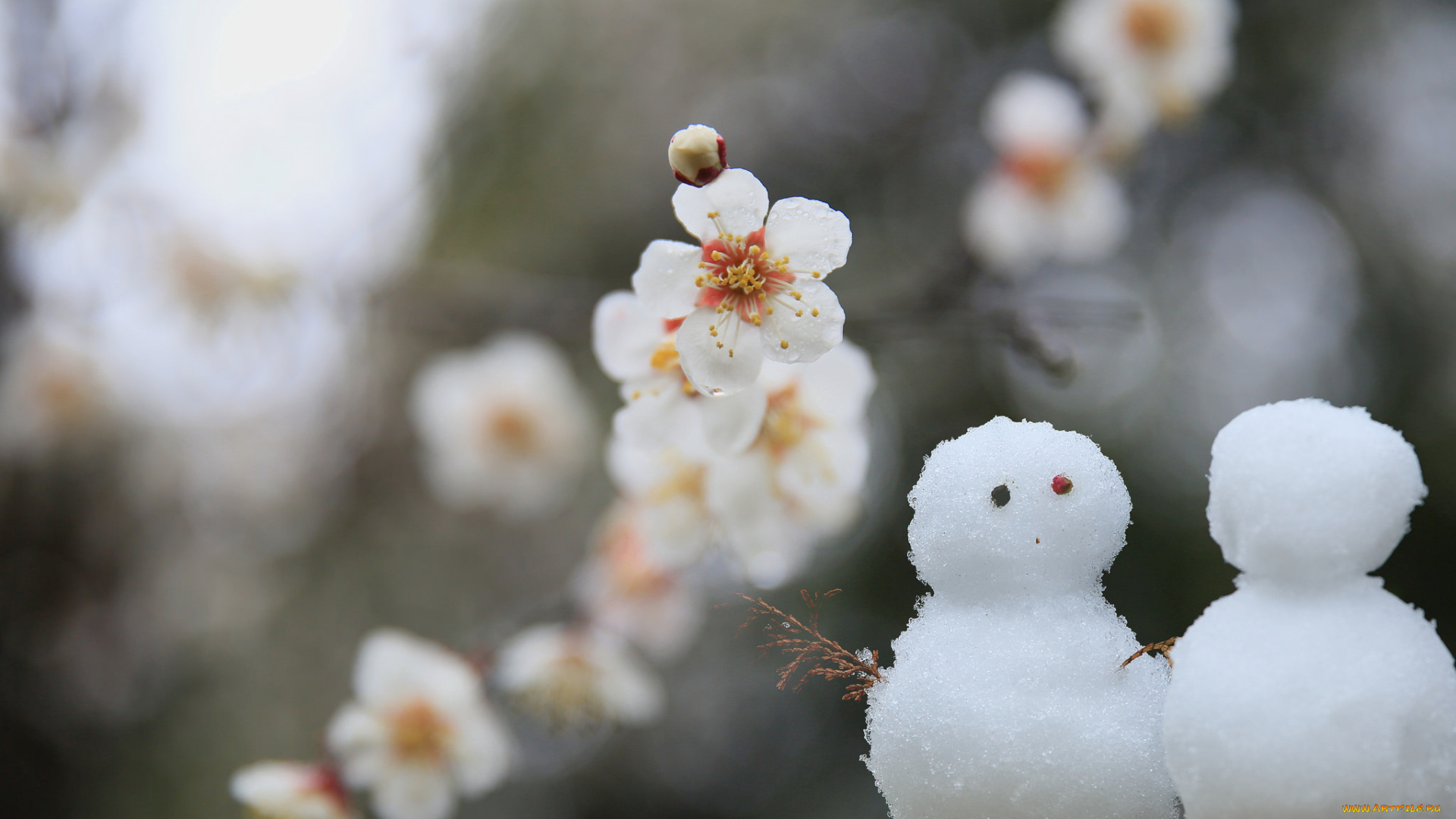 праздничные, снеговики, цветы, лепестки, сакура, ветки, листья, цветение, парочка
