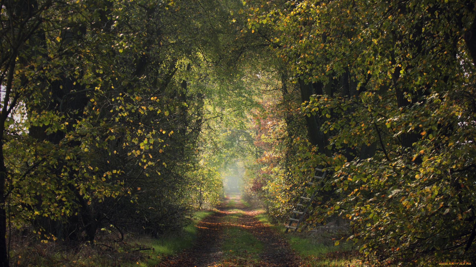 природа, дороги, дорога, лестница, деревья