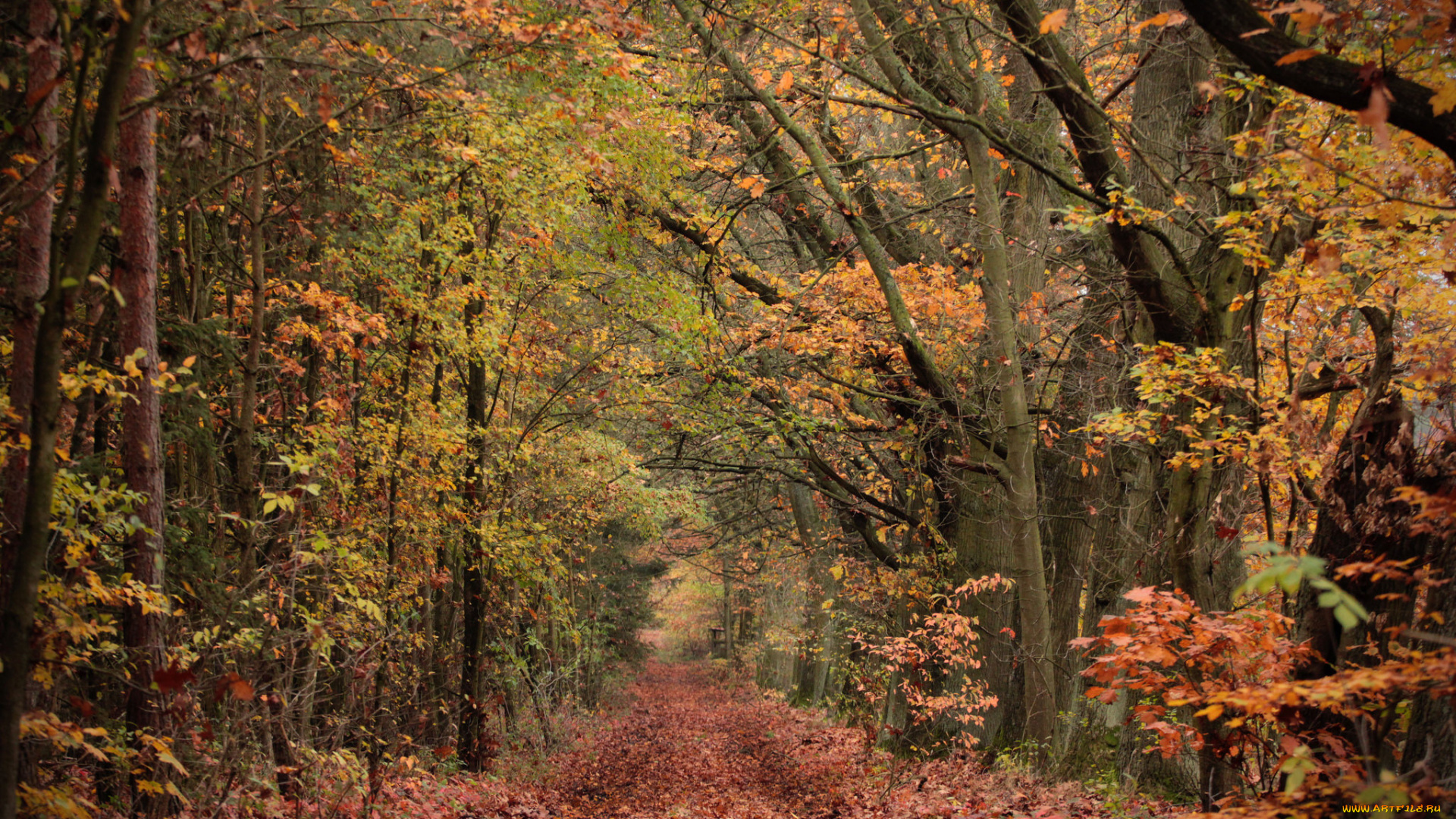 природа, дороги, лес, осень, деревья