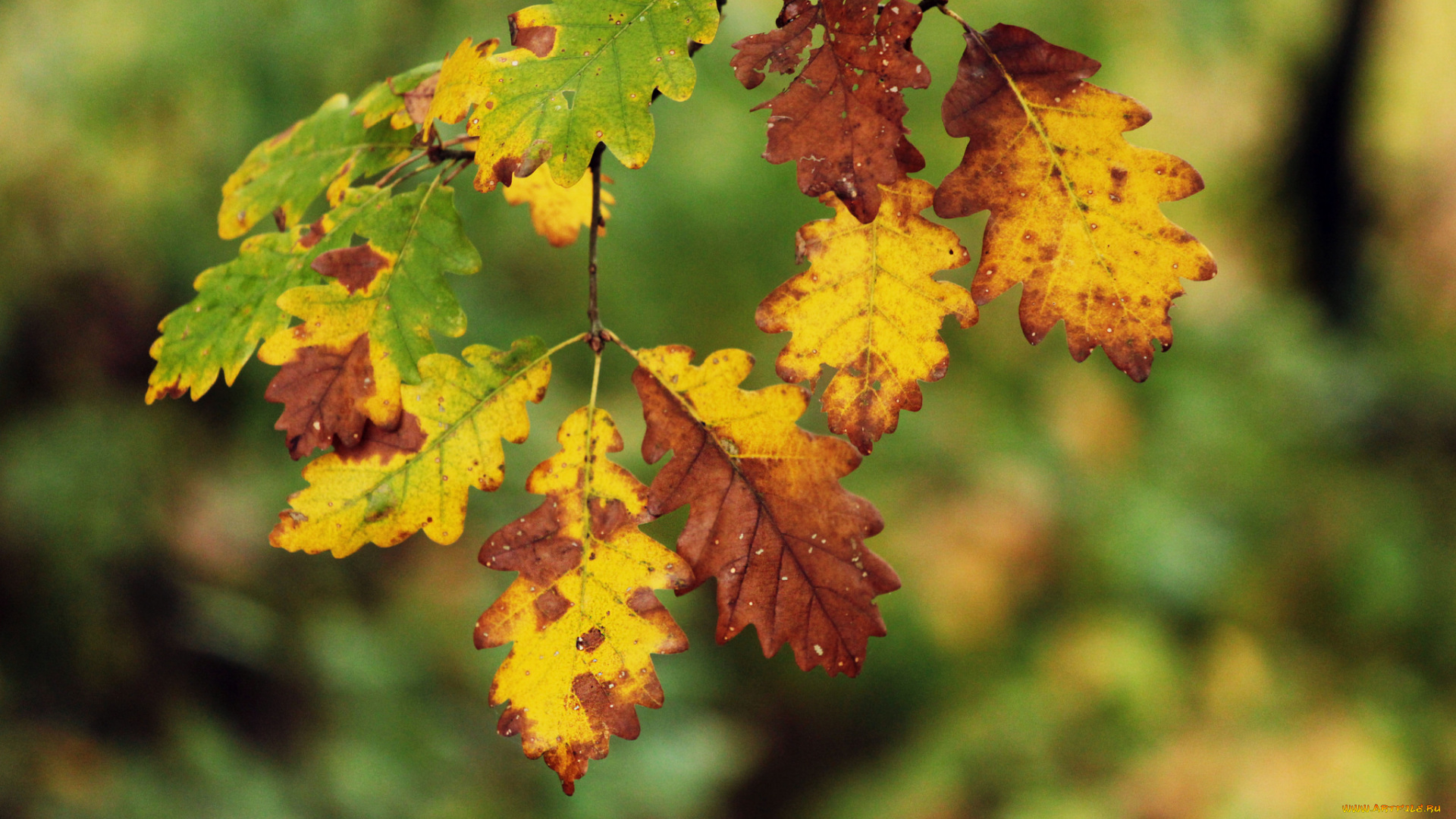 природа, листья, ветка, дуб, осень