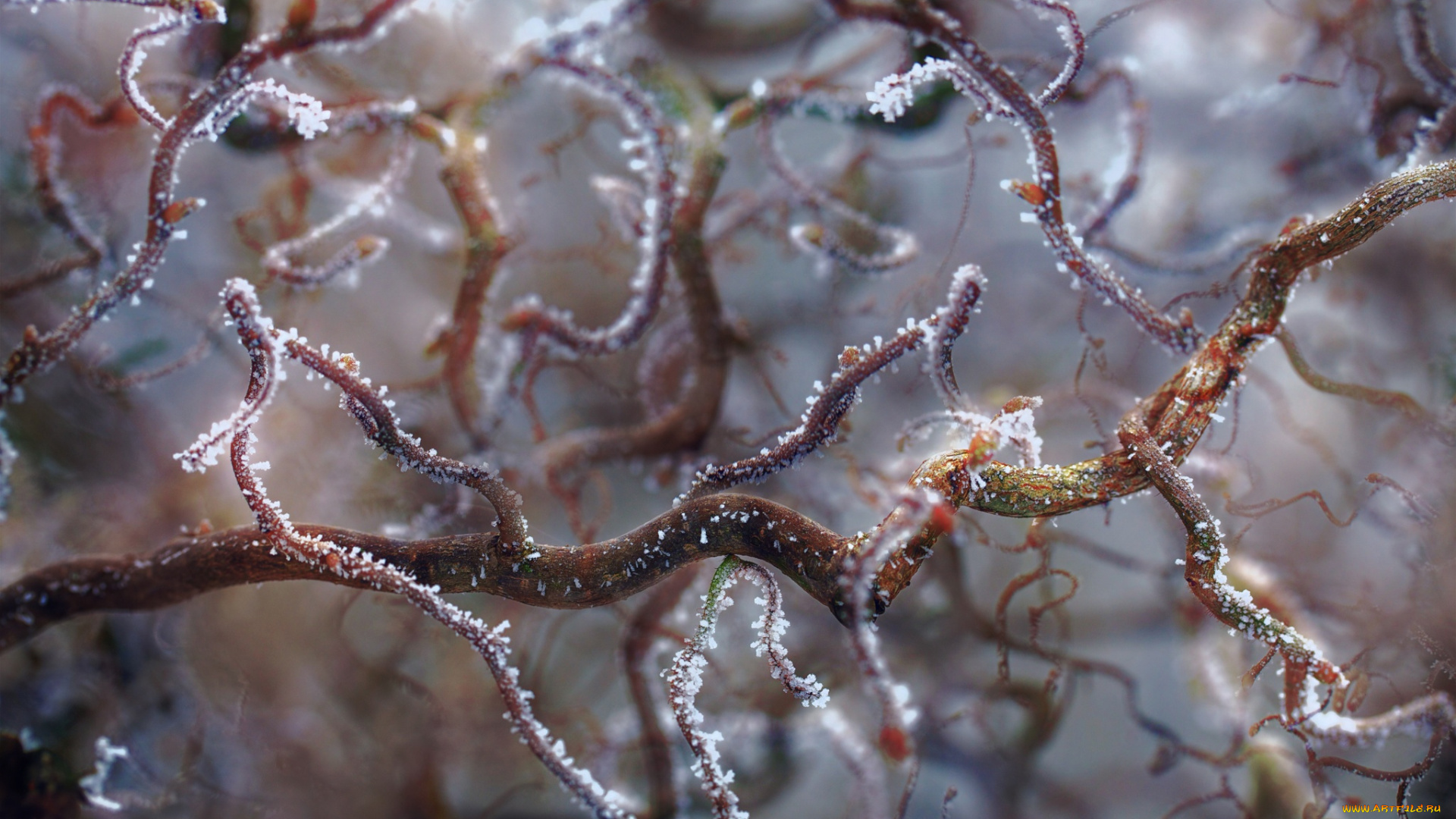 природа, макро, изморозь, льдинки, иней, ветки