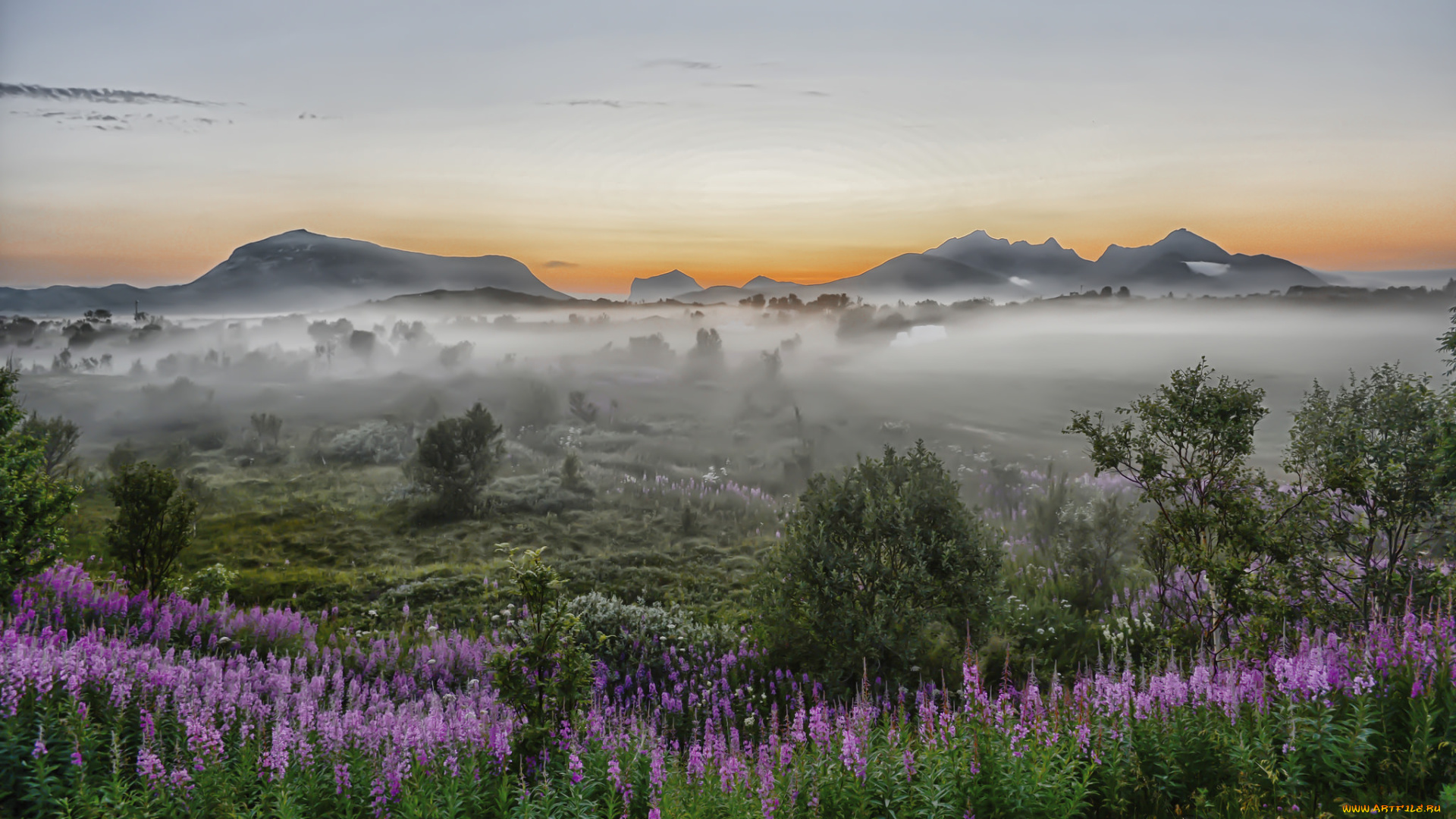 природа, пейзажи, трава, поле, туман, цветы