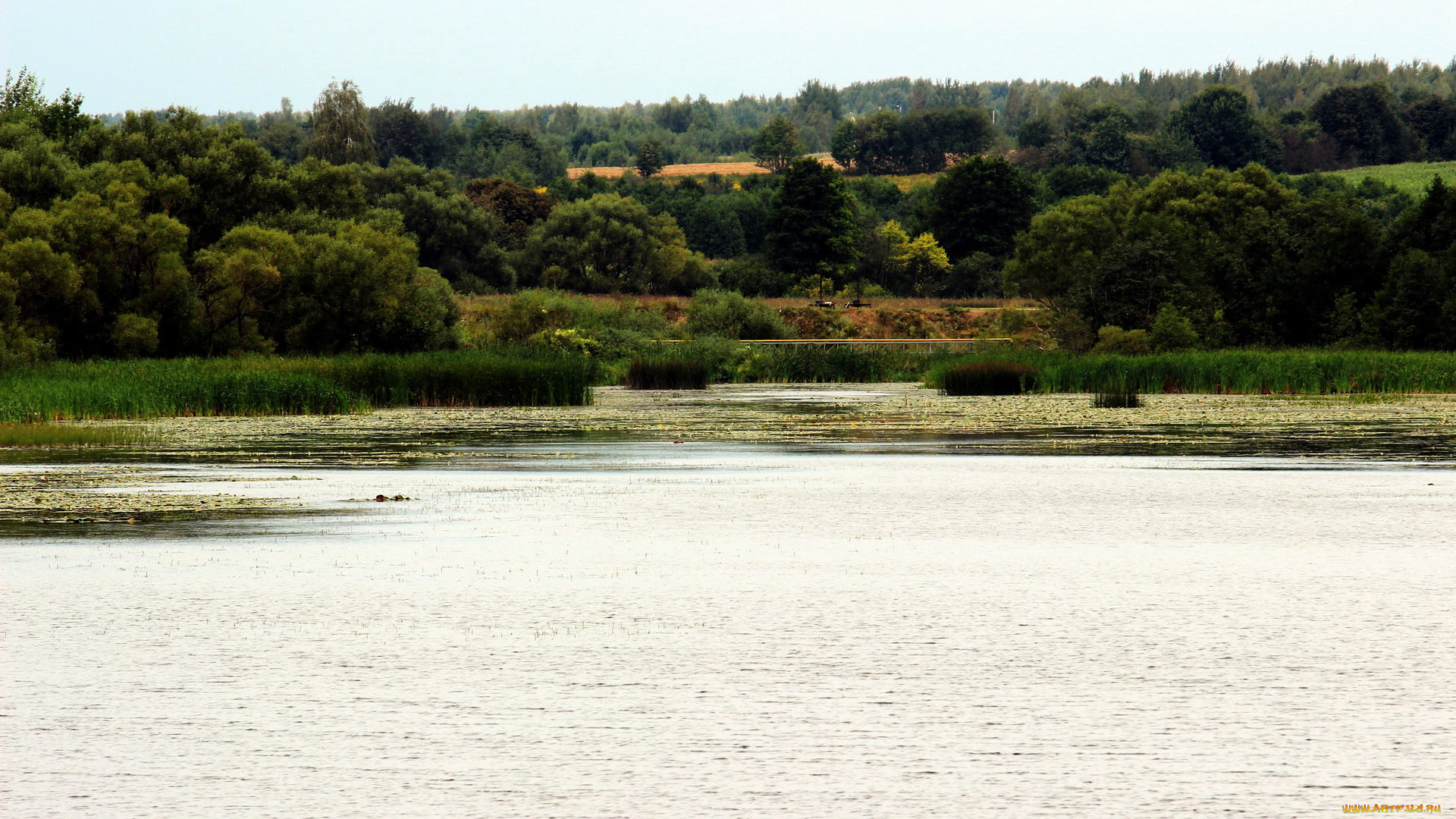 природа, реки, озера, камыши