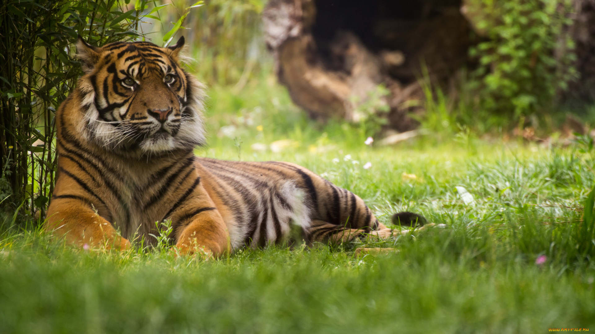 tiger, животные, тигры, тигр