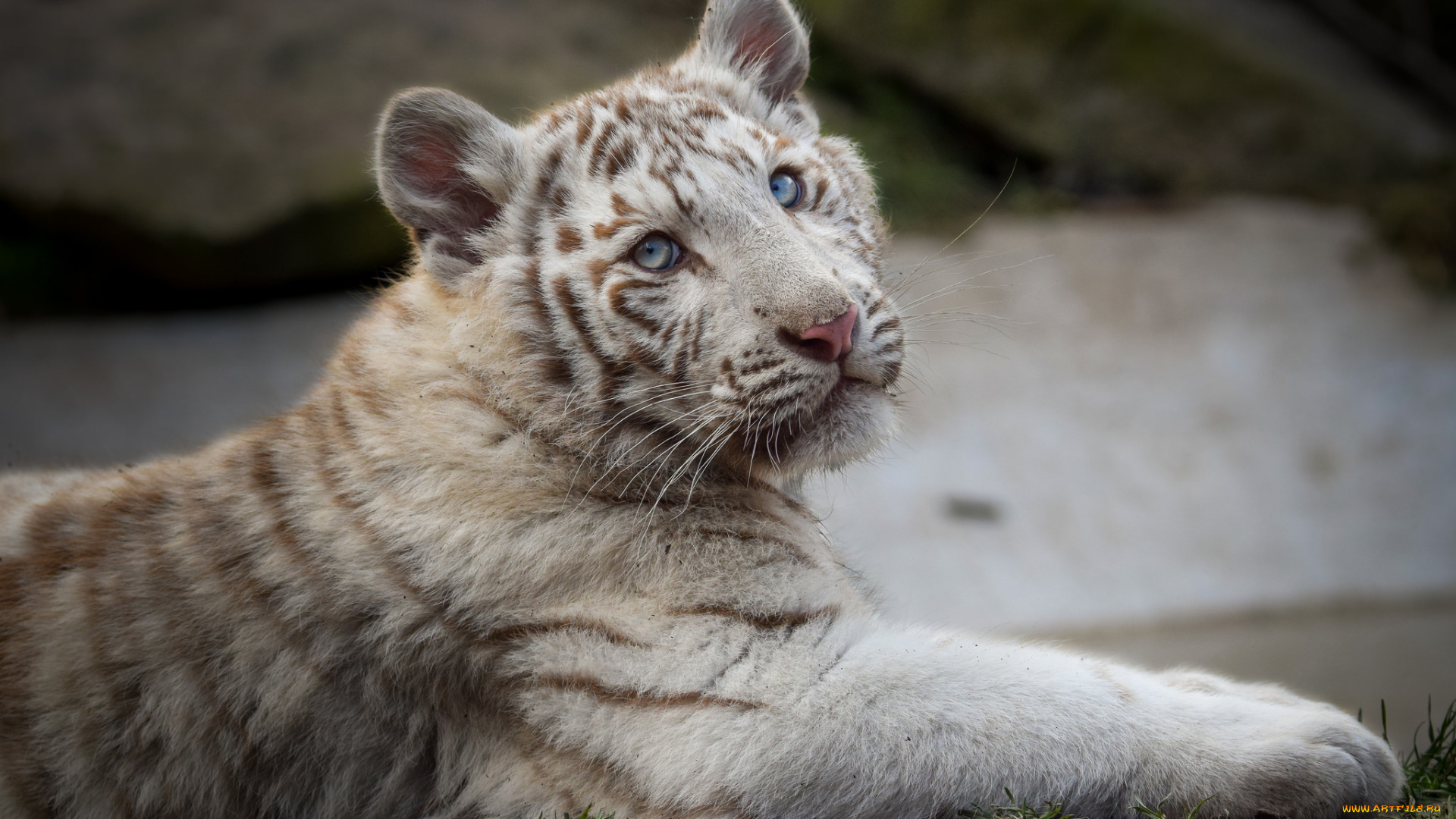 white, tiger, животные, тигры, белый, тигр